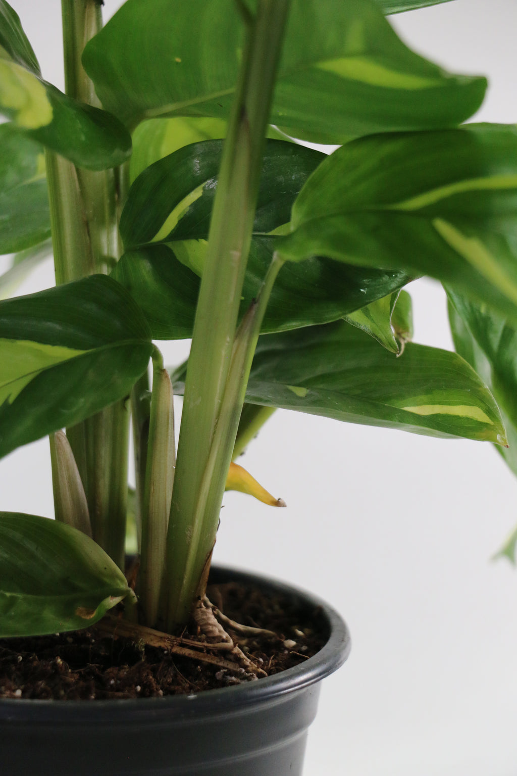 Golden Mosaic Prayer Plant — Choose Your Exact Plant A