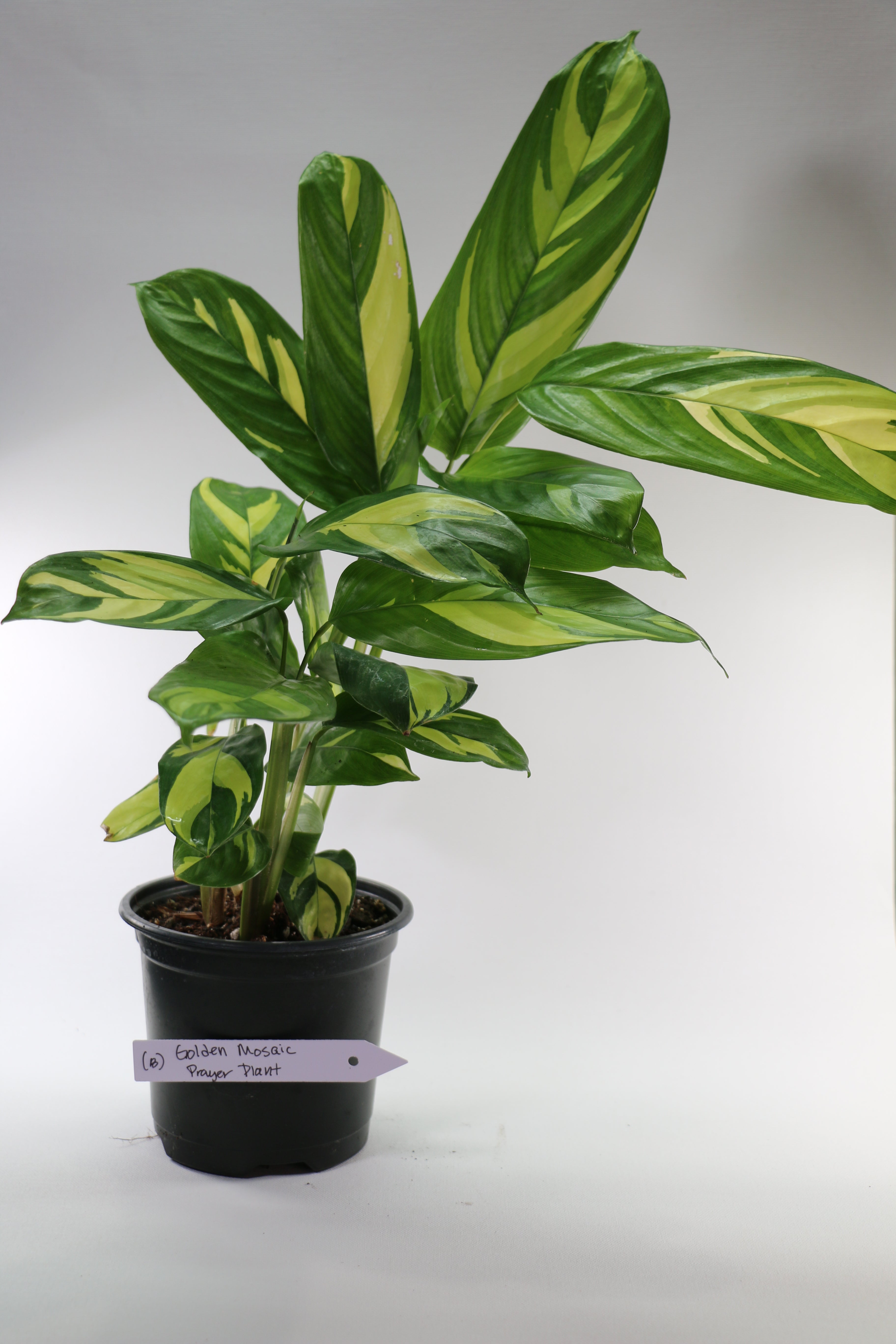 Golden Mosaic Prayer Plant — Choose Your Exact Plant B