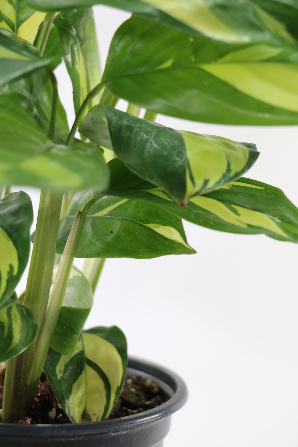 Golden Mosaic Prayer Plant — Choose Your Exact Plant B