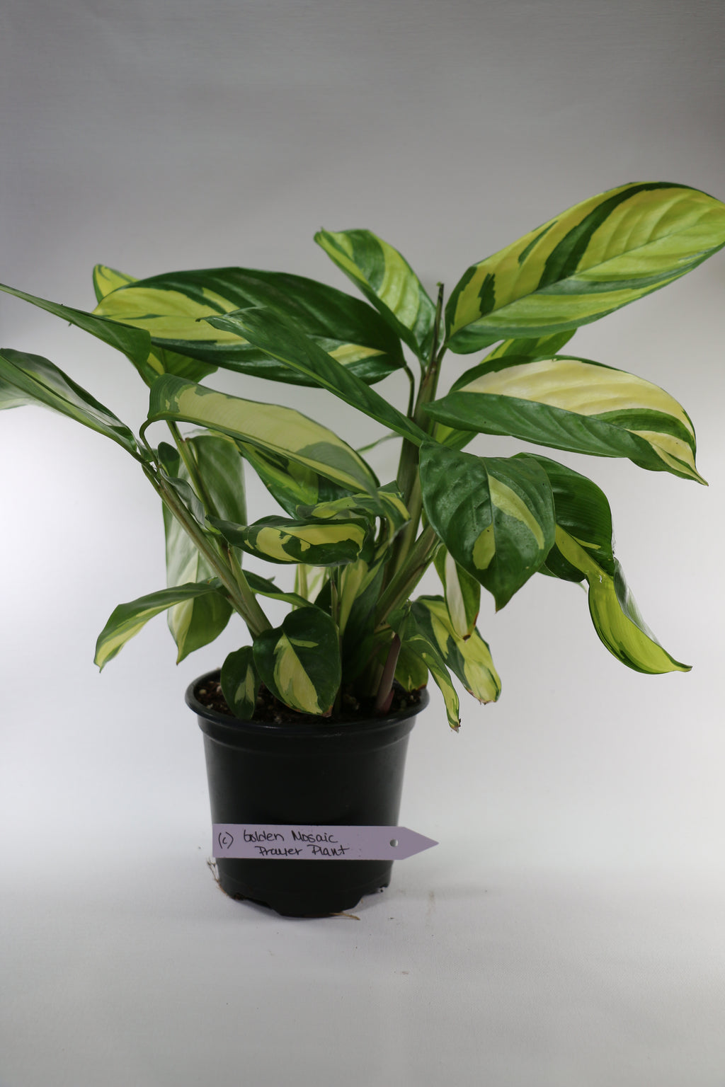 Golden Mosaic Prayer Plant — Choose Your Exact Plant C