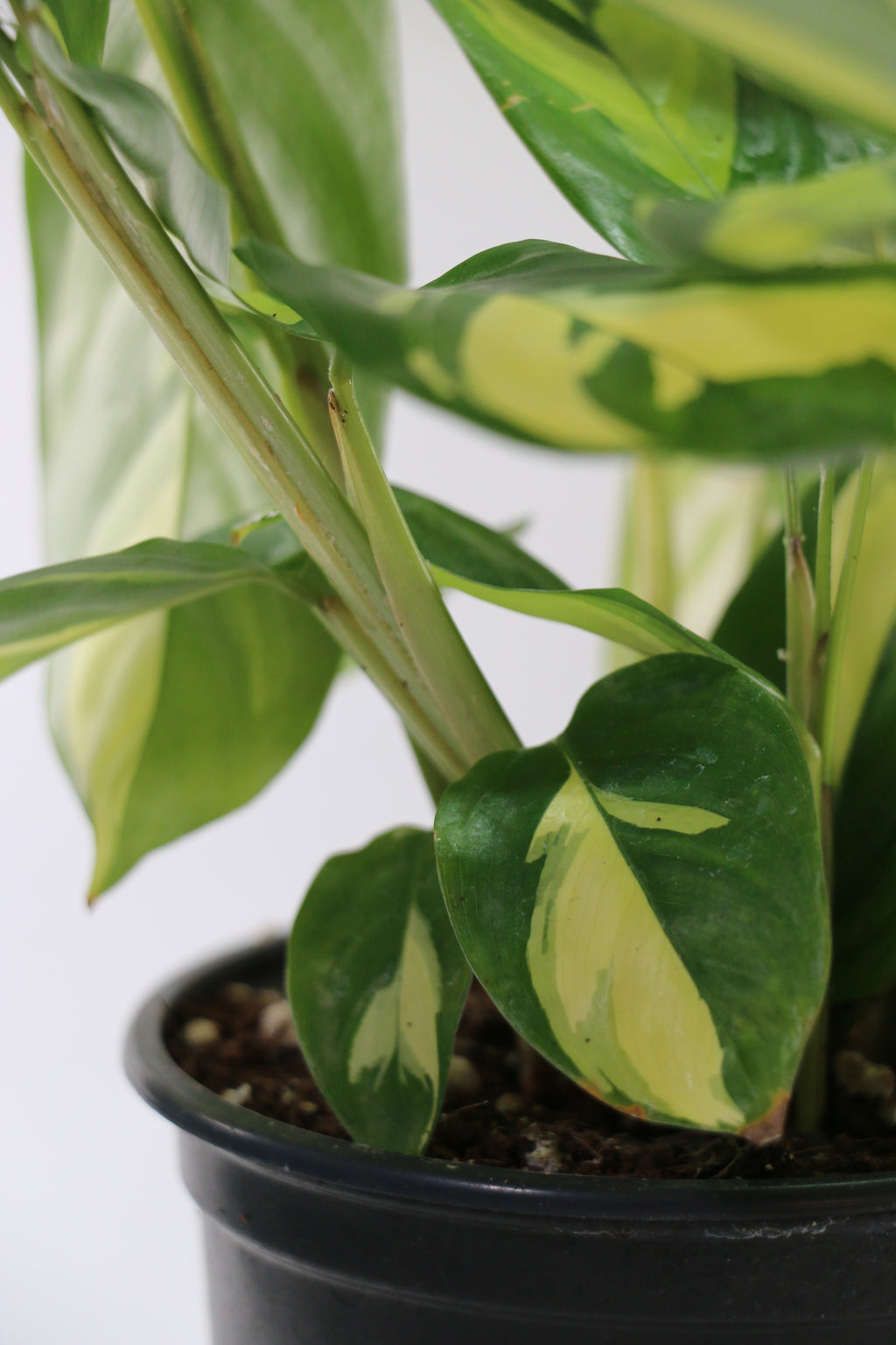 Golden Mosaic Prayer Plant — Choose Your Exact Plant C