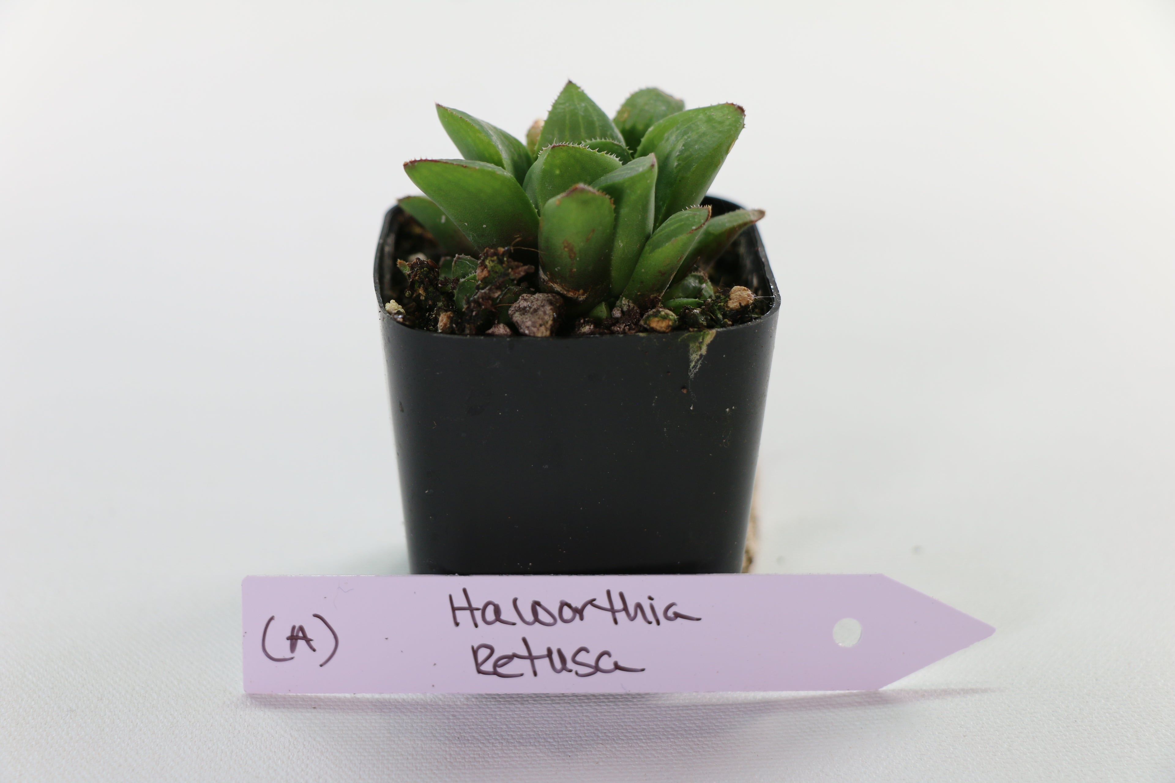 Haworthia retusa Succulent — Choose Your Exact Plant A