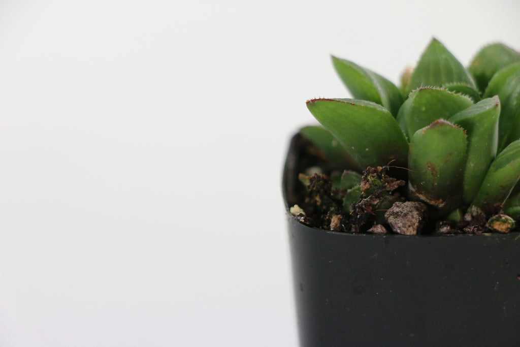 Haworthia retusa Succulent — Choose Your Exact Plant A