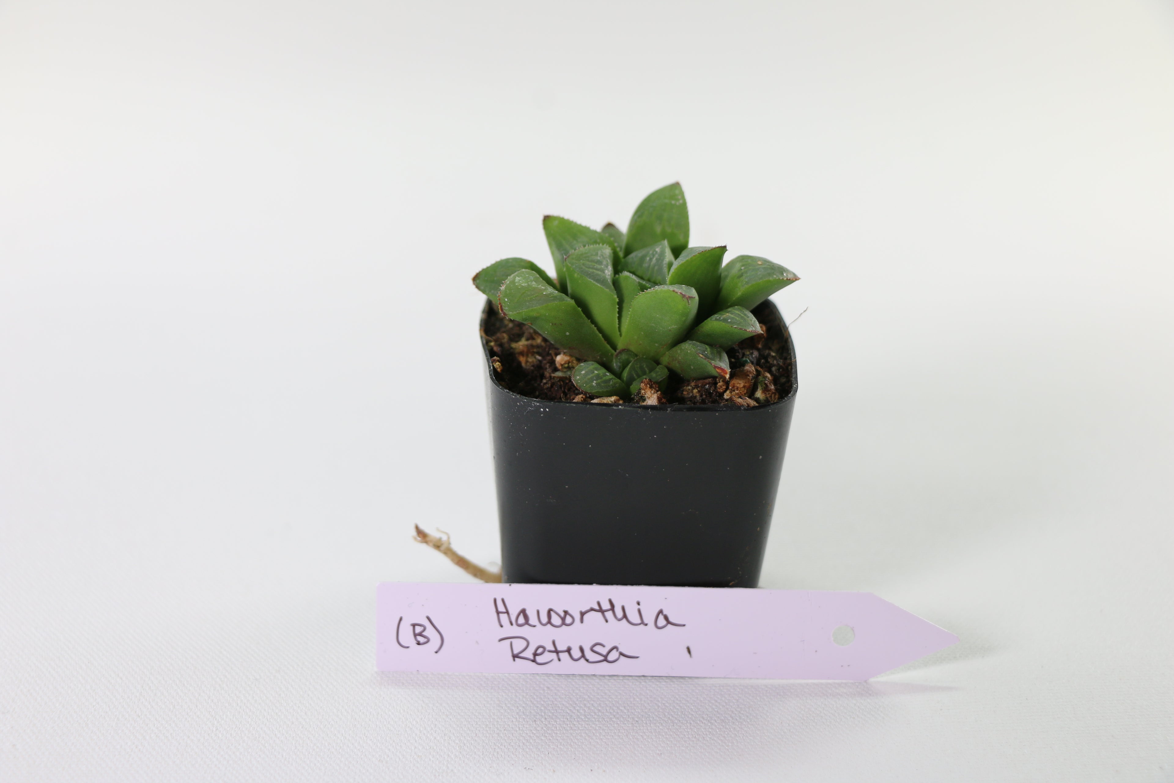 Haworthia retusa Succulent — Choose Your Exact Plant B