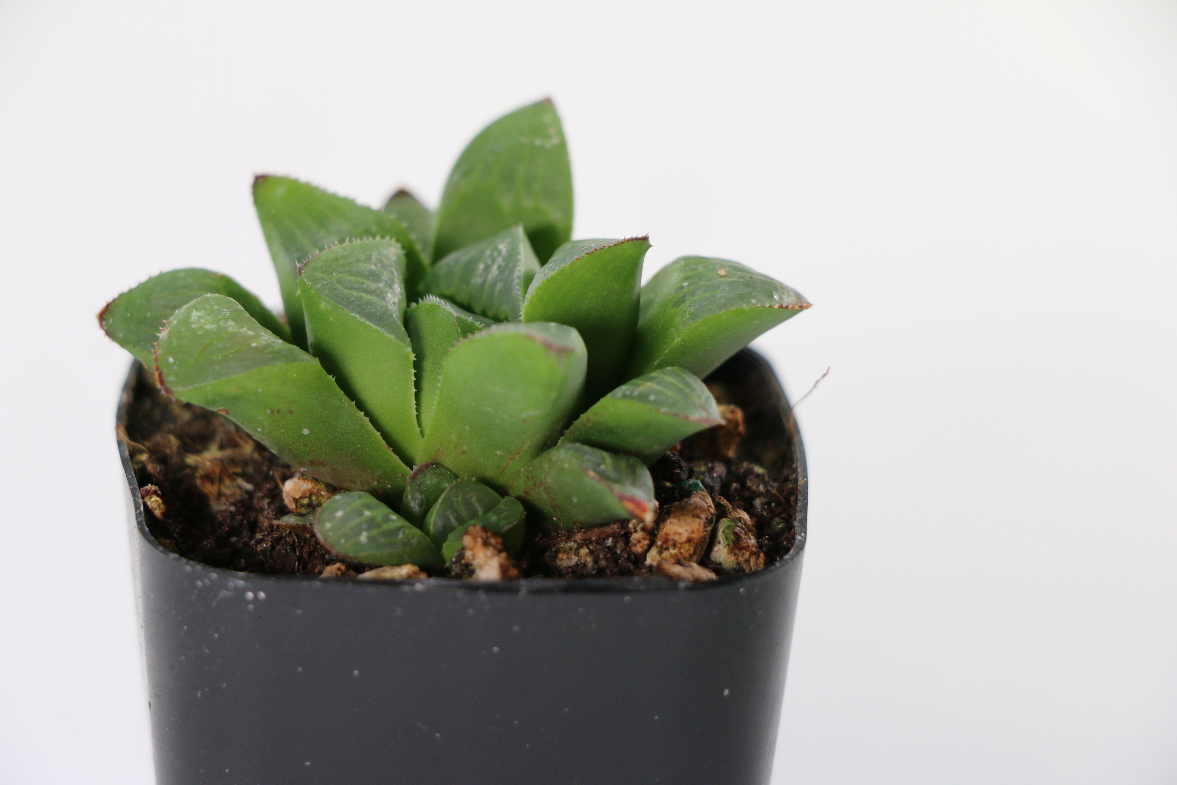 Haworthia retusa Succulent — Choose Your Exact Plant B