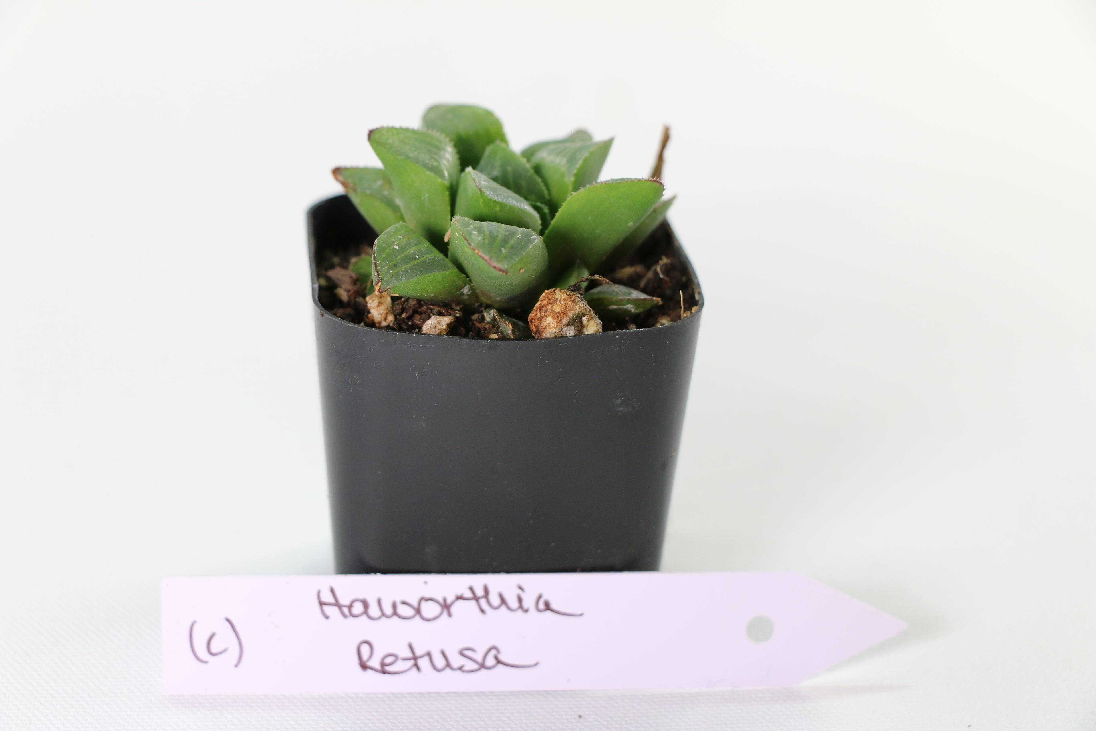Haworthia retusa Succulent — Choose Your Exact Plant C