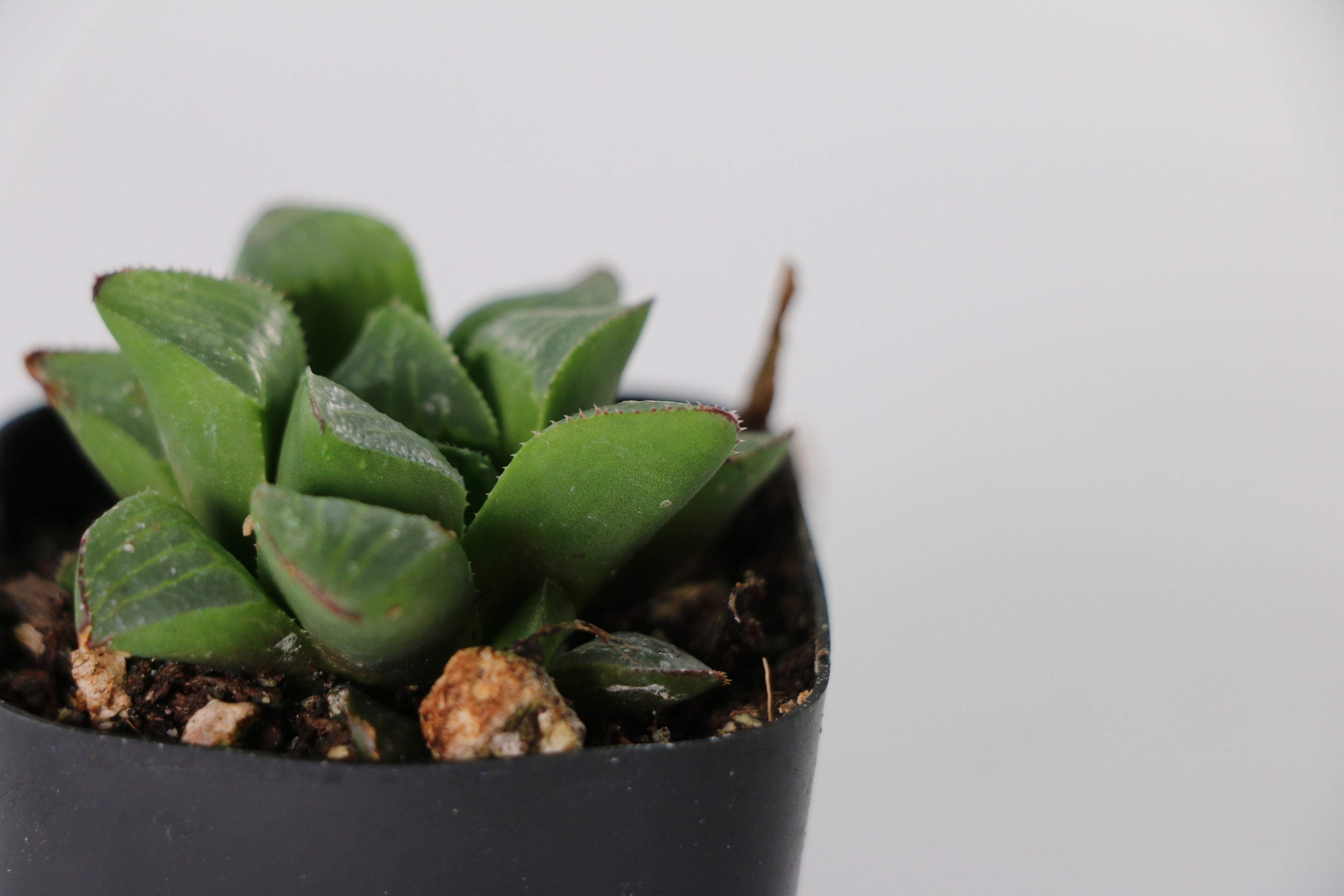 Haworthia retusa Succulent — Choose Your Exact Plant C