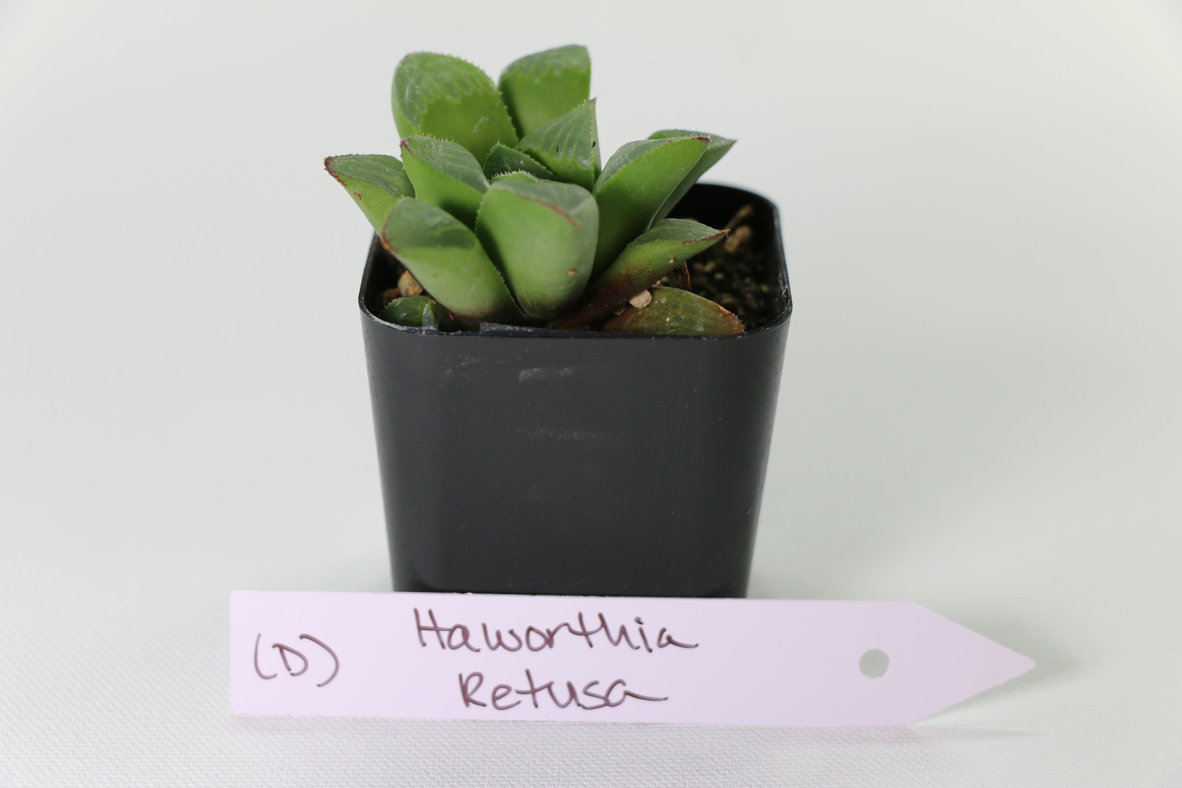 Haworthia retusa Succulent — Choose Your Exact Plant E