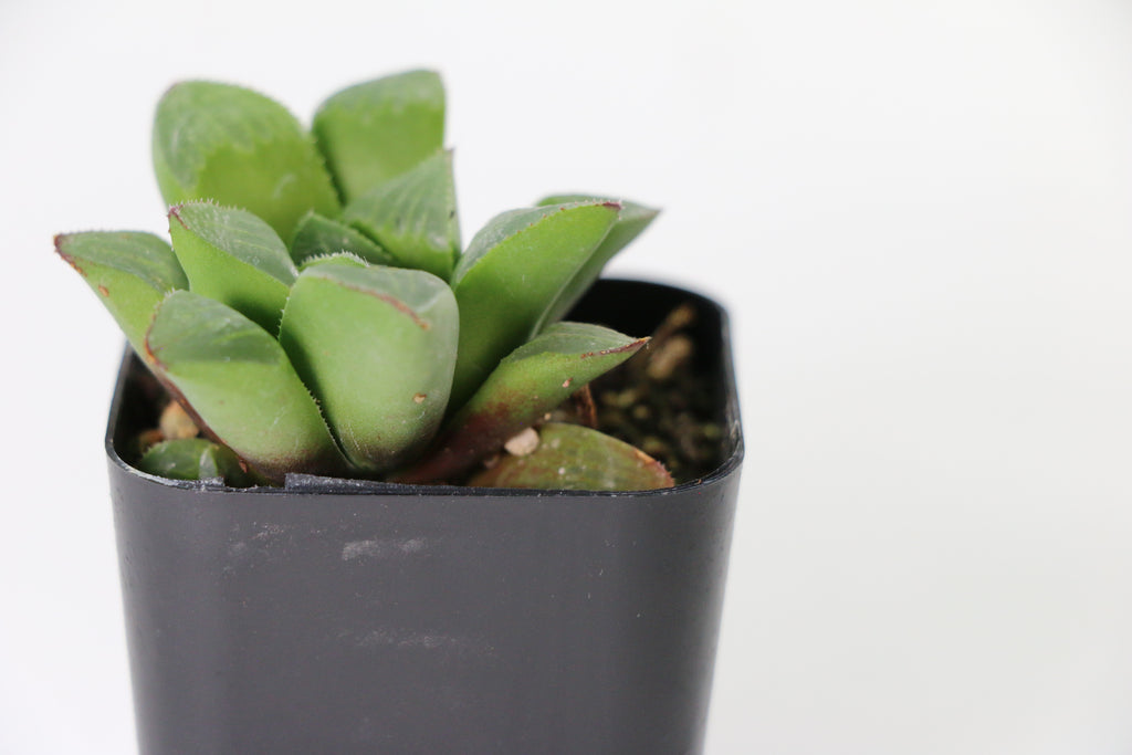 Haworthia retusa Succulent — Choose Your Exact Plant E