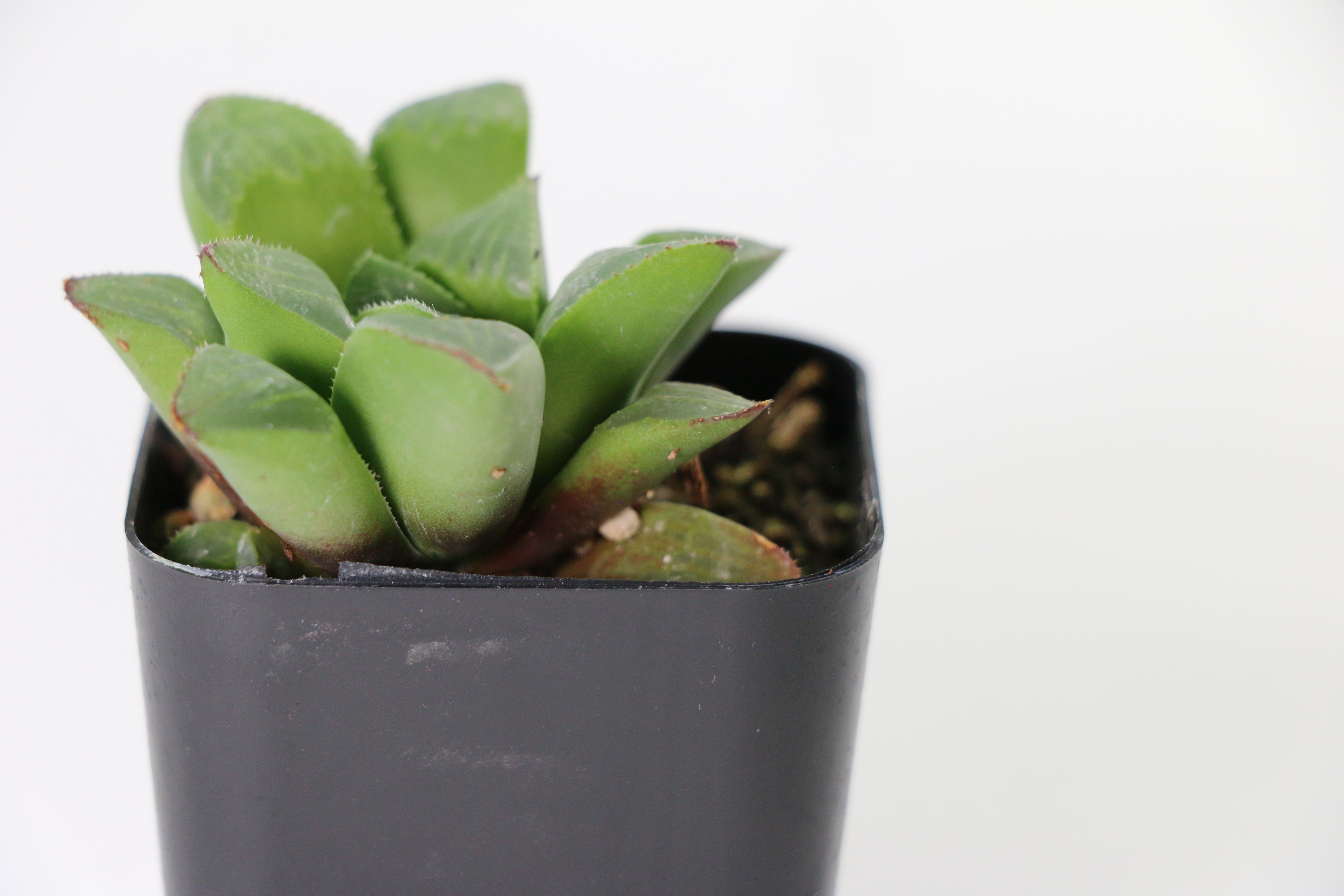 Haworthia retusa Succulent — Choose Your Exact Plant E