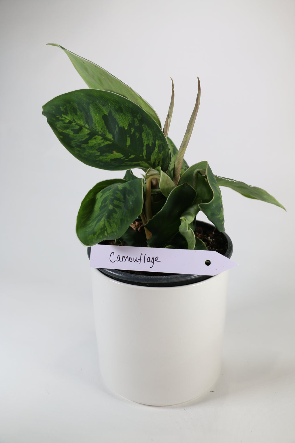 Homalomena ‘Camouflage’ — Exact Plant