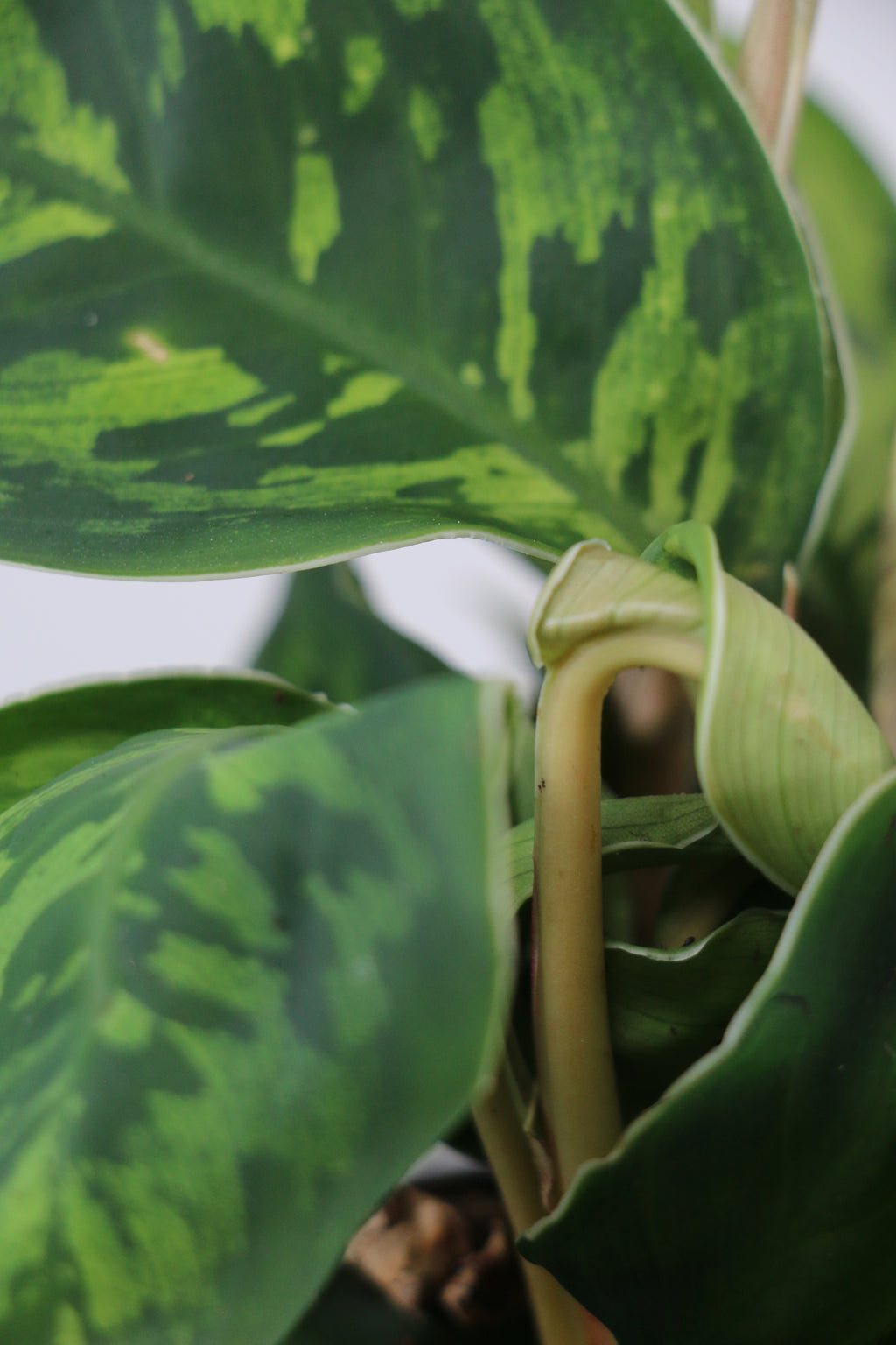 Homalomena ‘Camouflage’ — Exact Plant