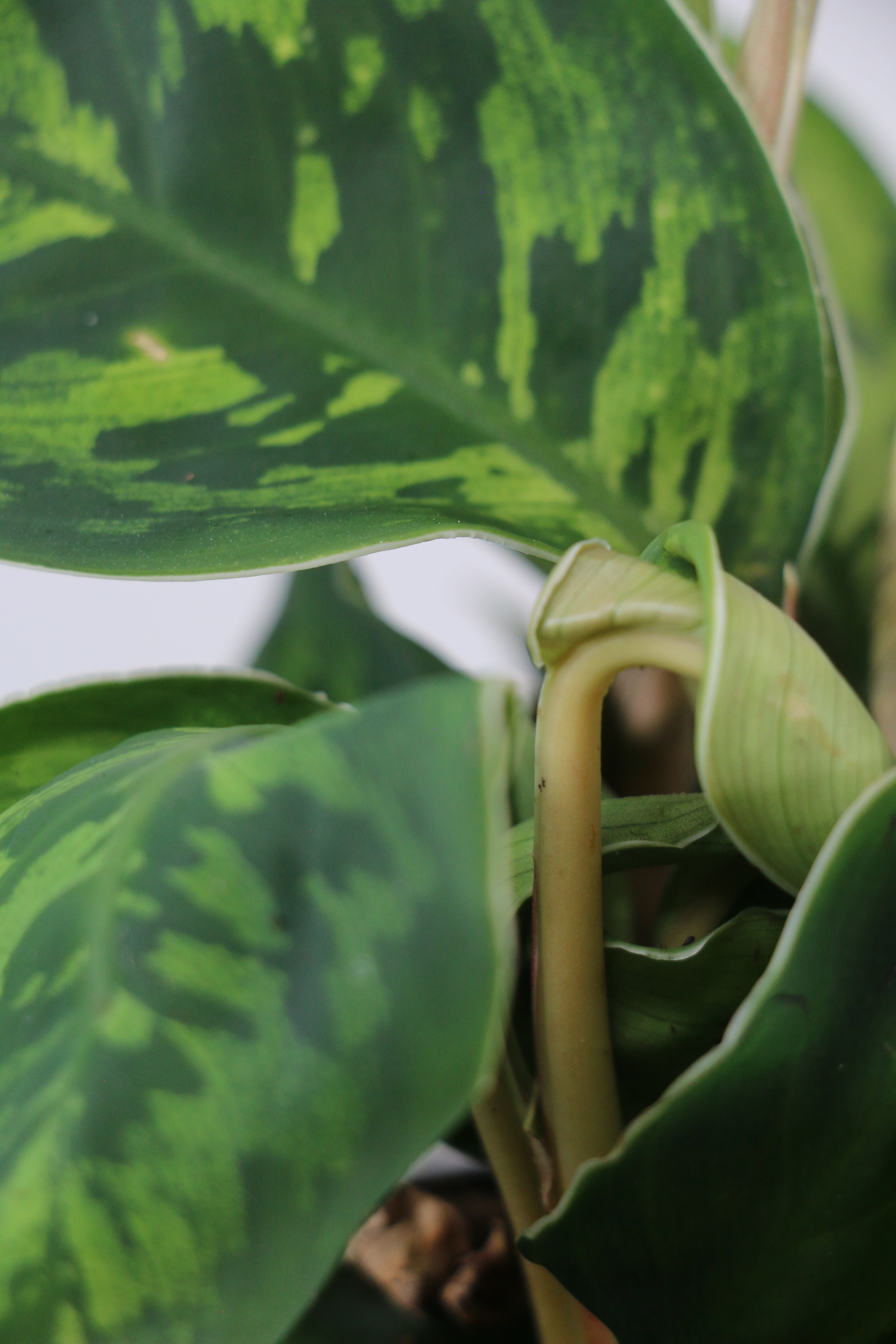 Homalomena ‘Camouflage’ — Exact Plant