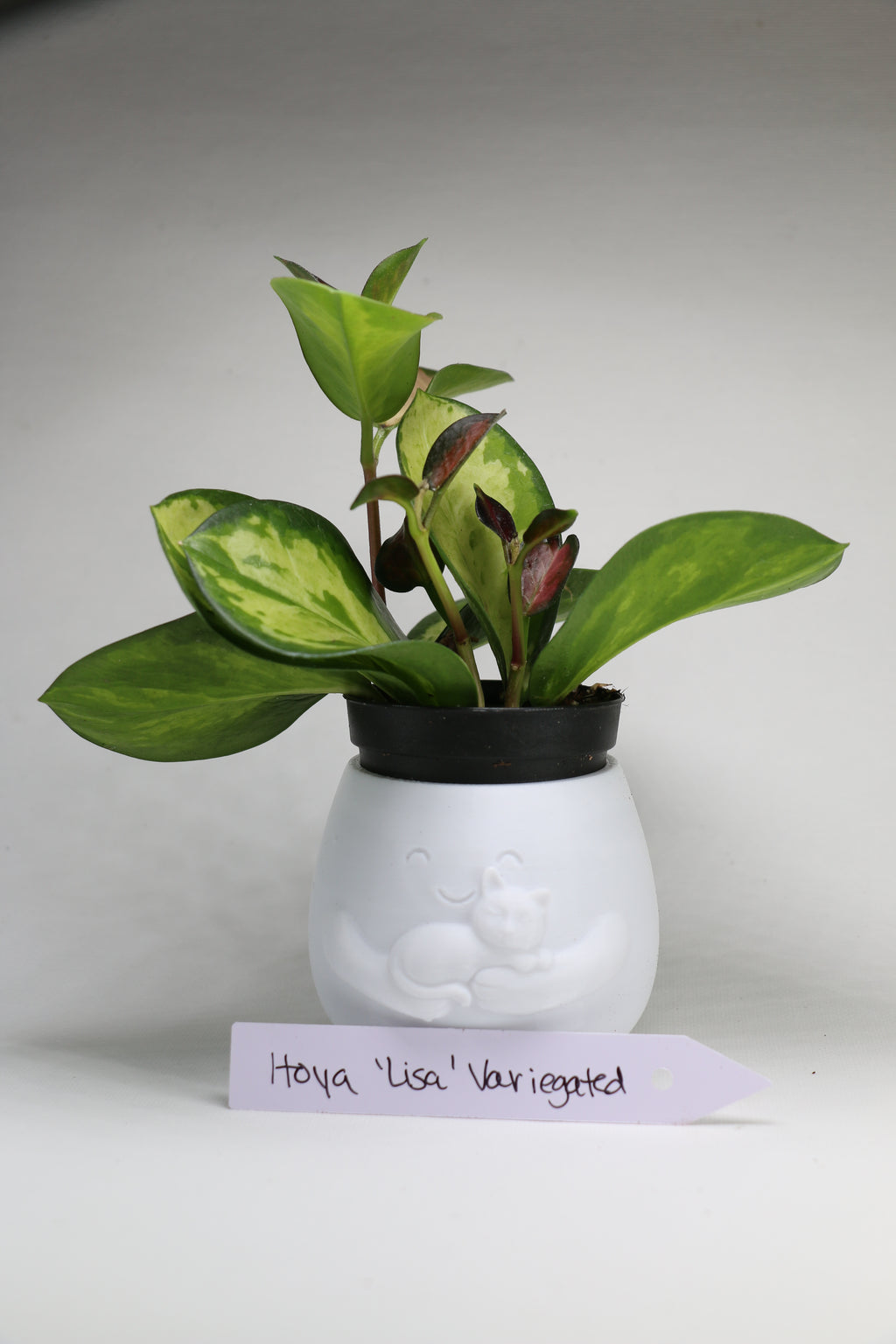 Hoya australis ‘Lisa’ – 2"
