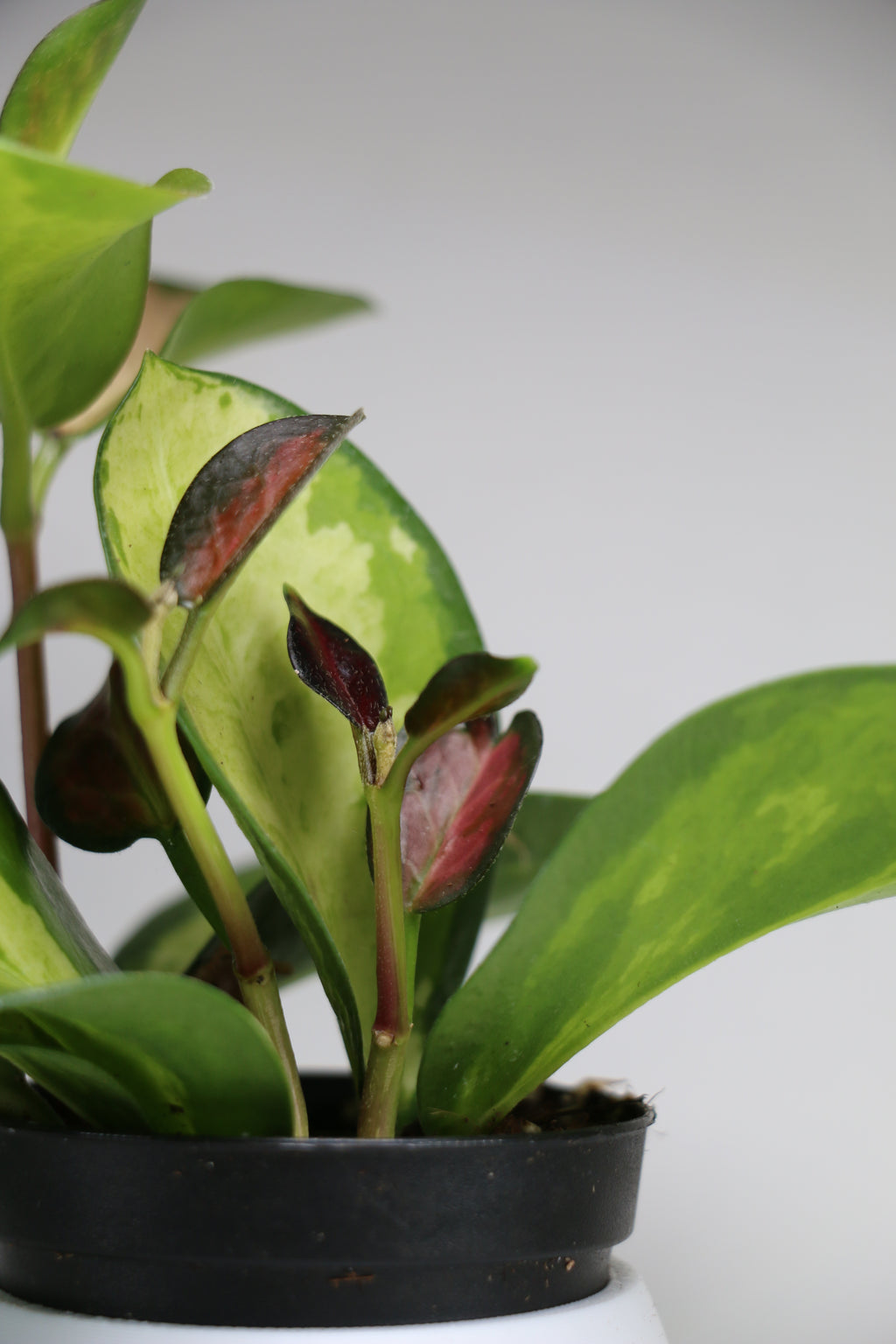 Hoya australis ‘Lisa’ – 2"
