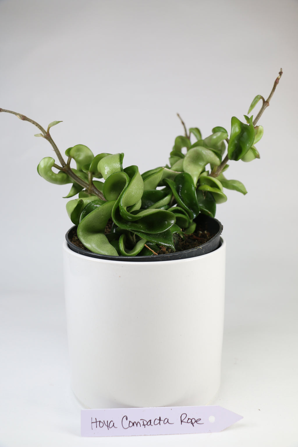 Hoya carnosa ‘Compacta’ Rope Hoya — Exact Plant