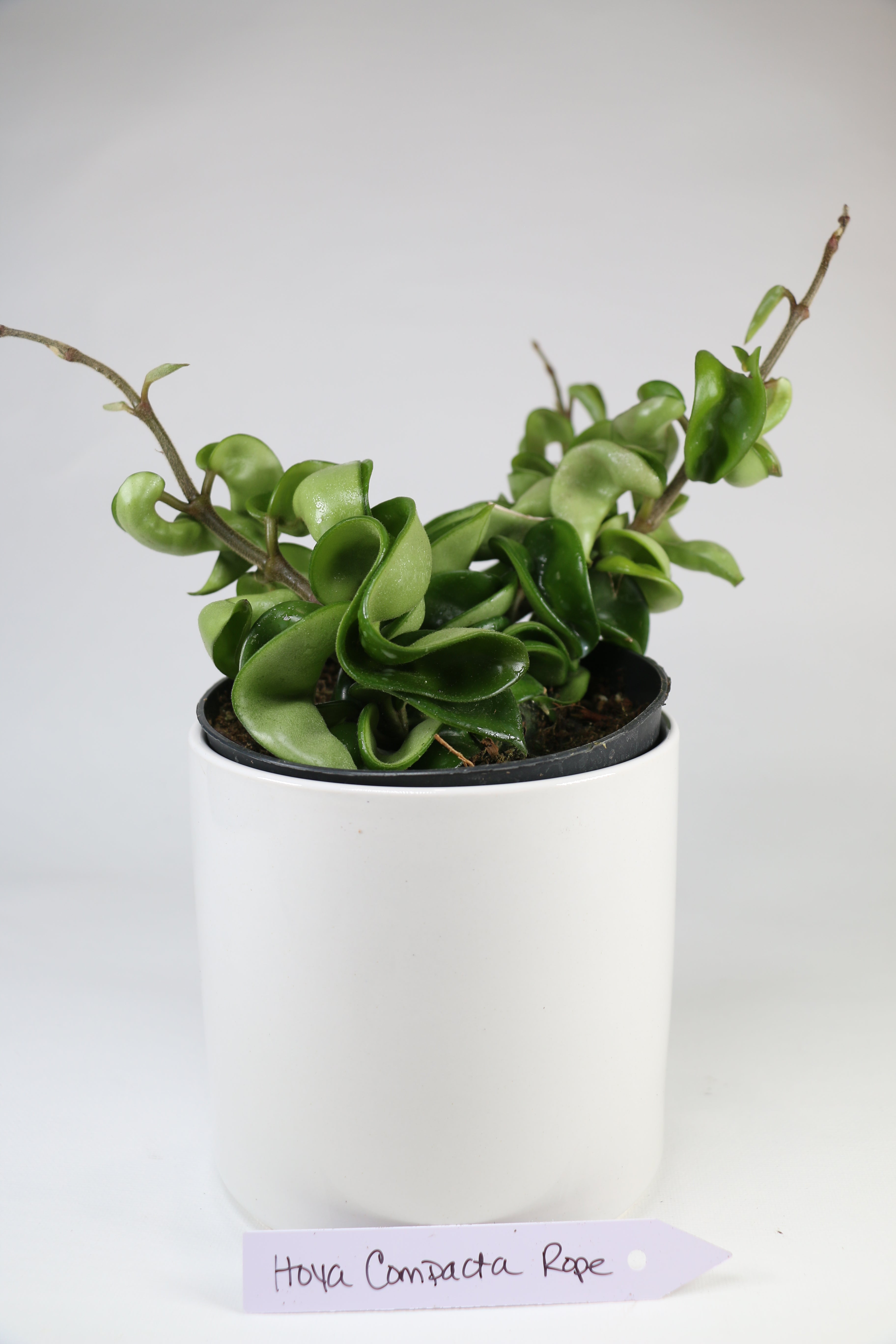 Hoya carnosa ‘Compacta’ Rope Hoya — Exact Plant
