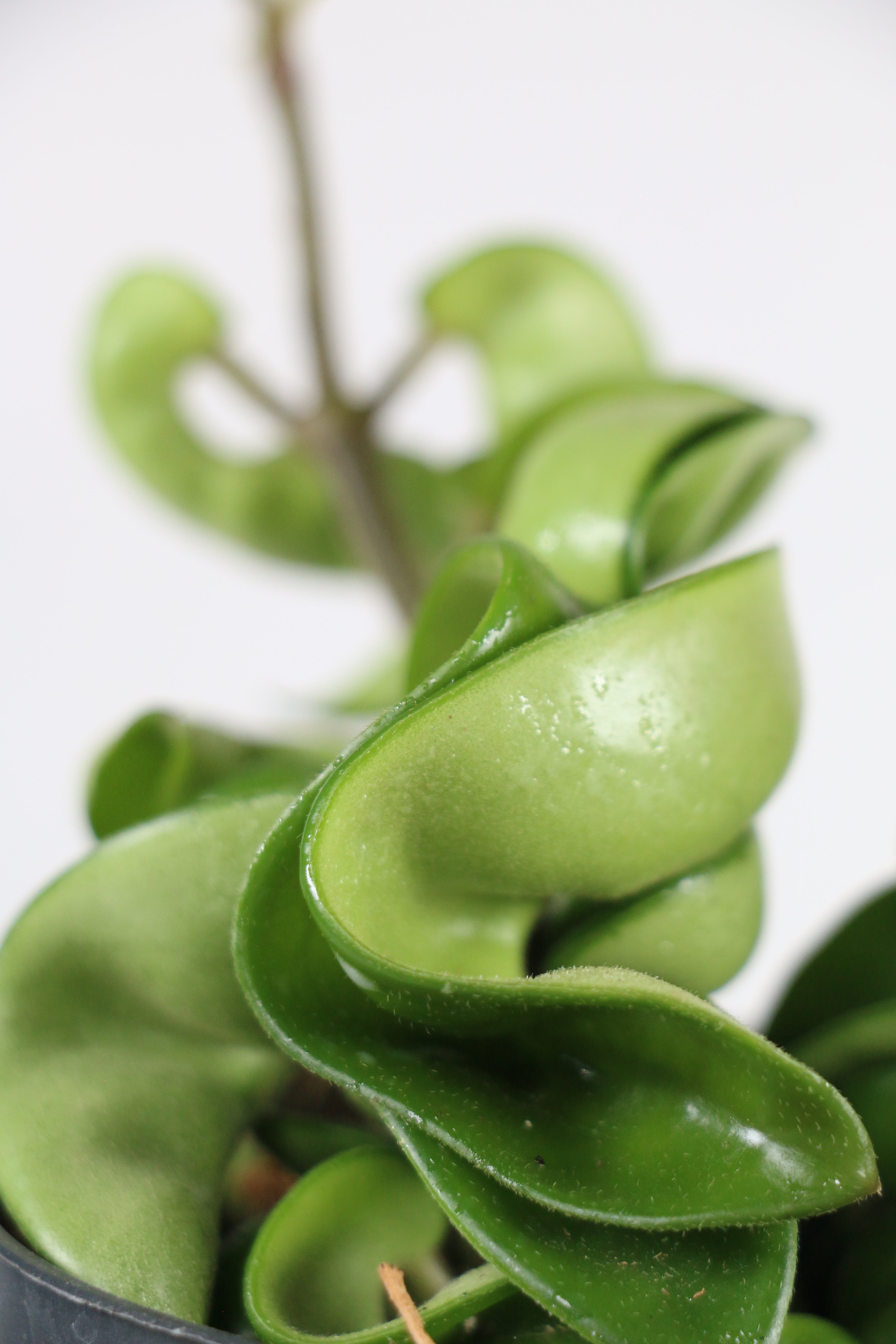 Hoya carnosa ‘Compacta’ Rope Hoya — Exact Plant
