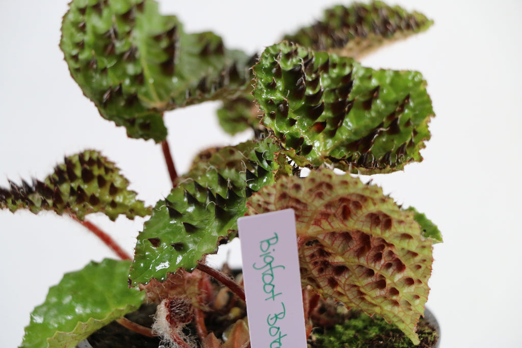 Begonia Ferox — Choose Your Exact Plant "C"