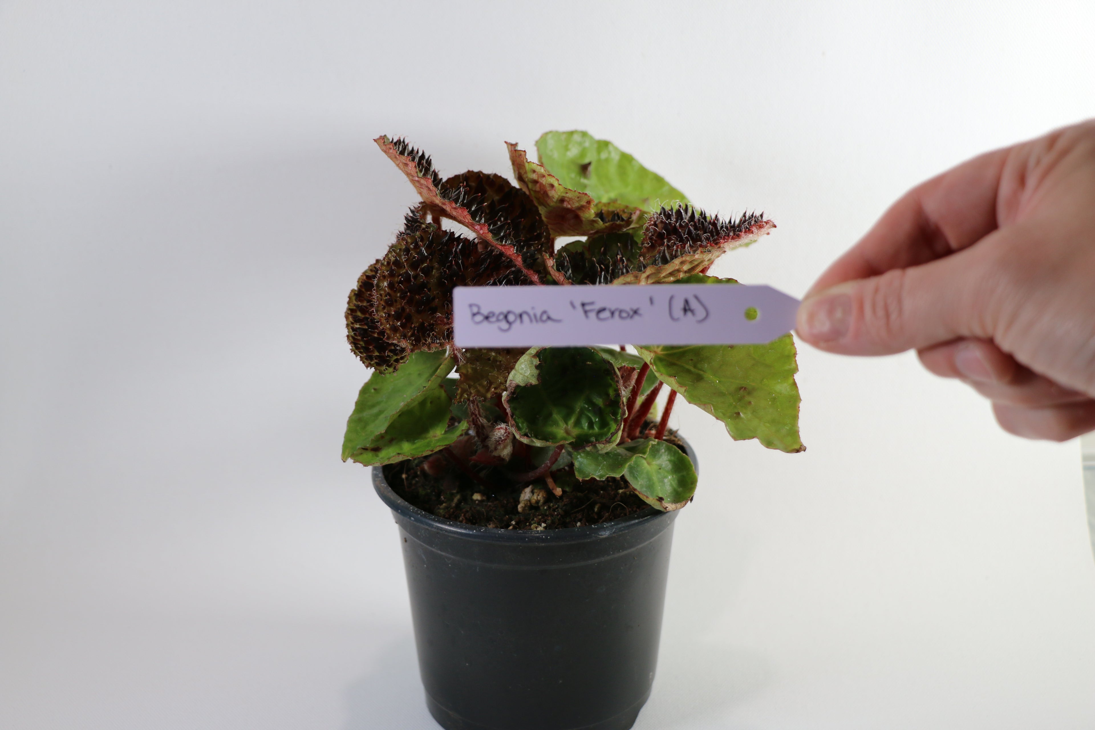 Begonia Ferox — Choose Your Exact Plant "A"