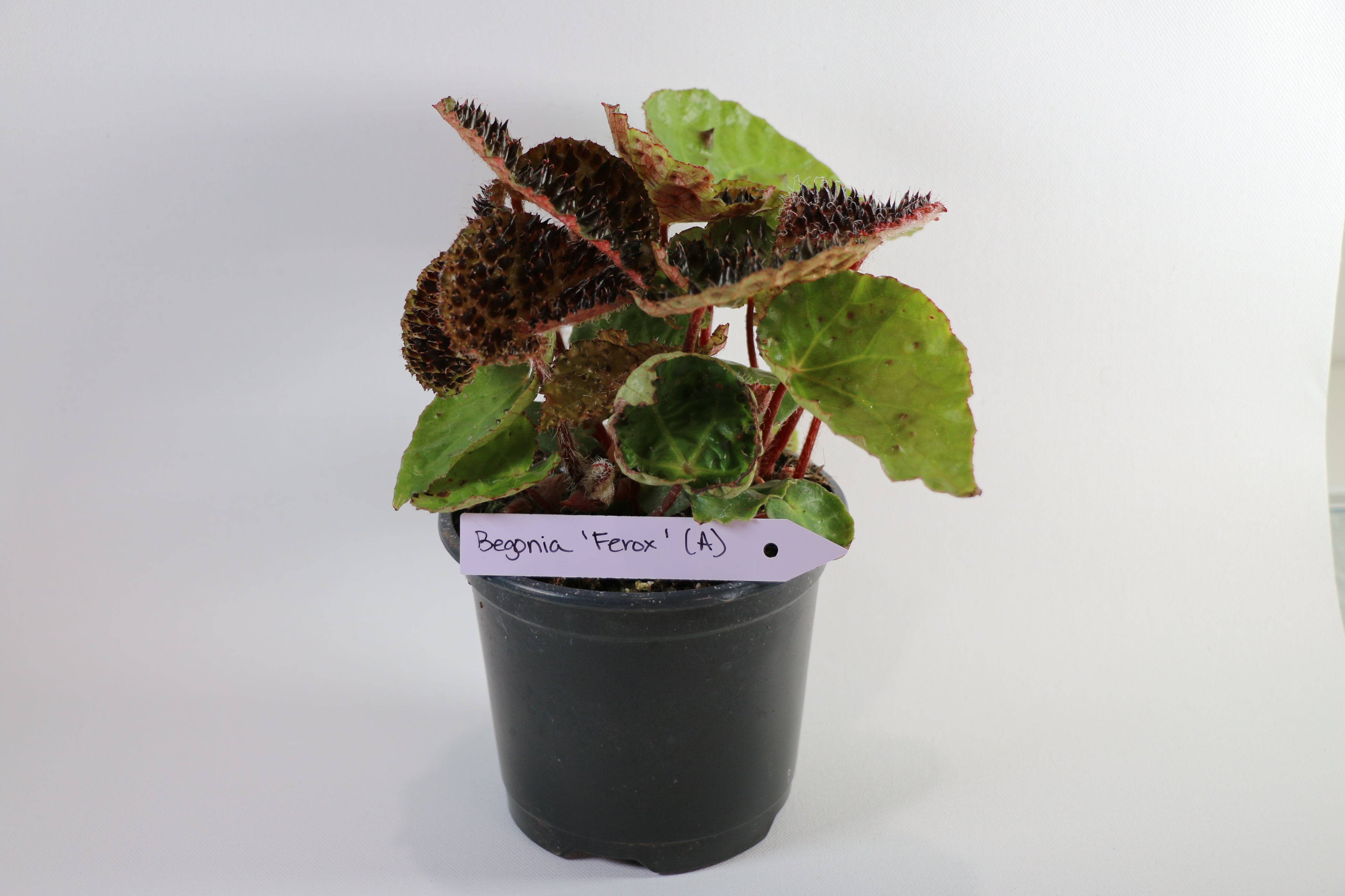 Begonia Ferox — Choose Your Exact Plant "A"