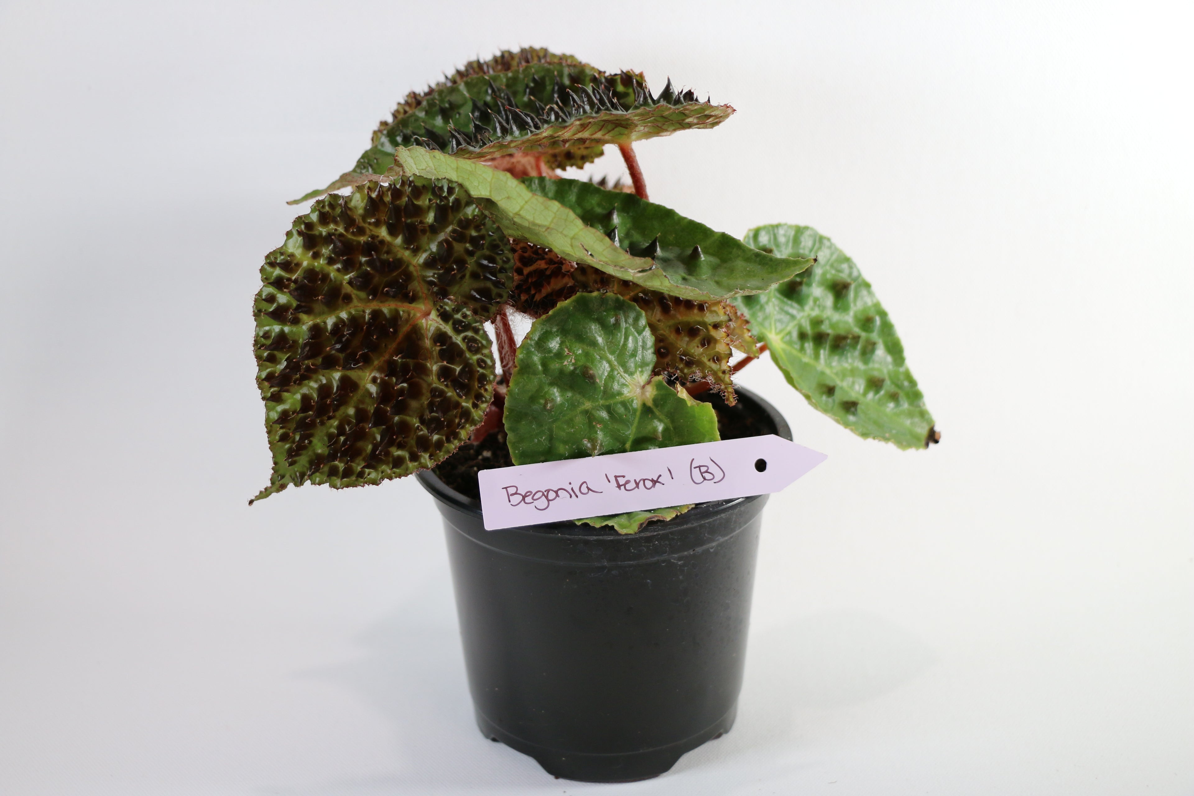 Begonia Ferox — Choose Your Exact Plant "B"