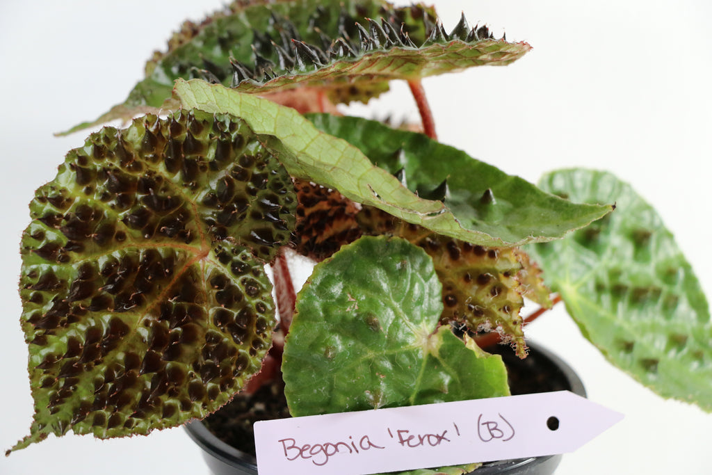 Begonia Ferox — Choose Your Exact Plant "B"