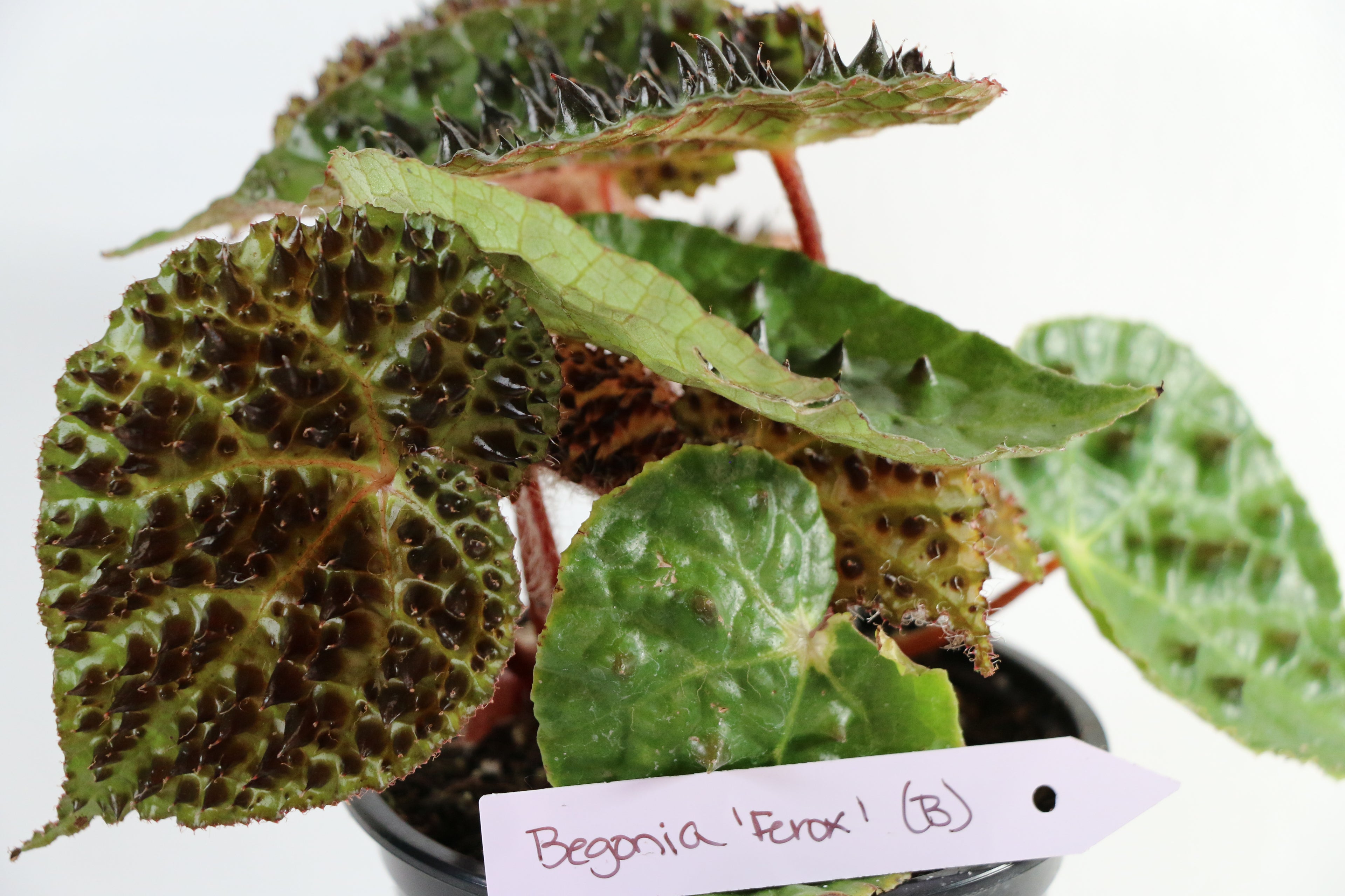 Begonia Ferox — Choose Your Exact Plant "B"