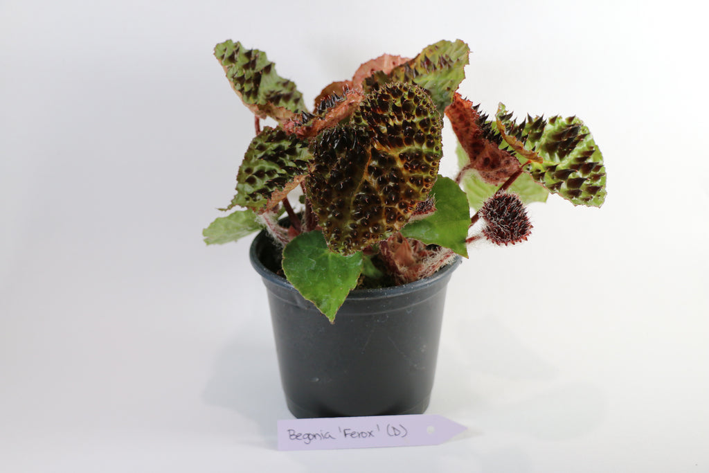 Begonia Ferox — Choose Your Exact Plant "D"