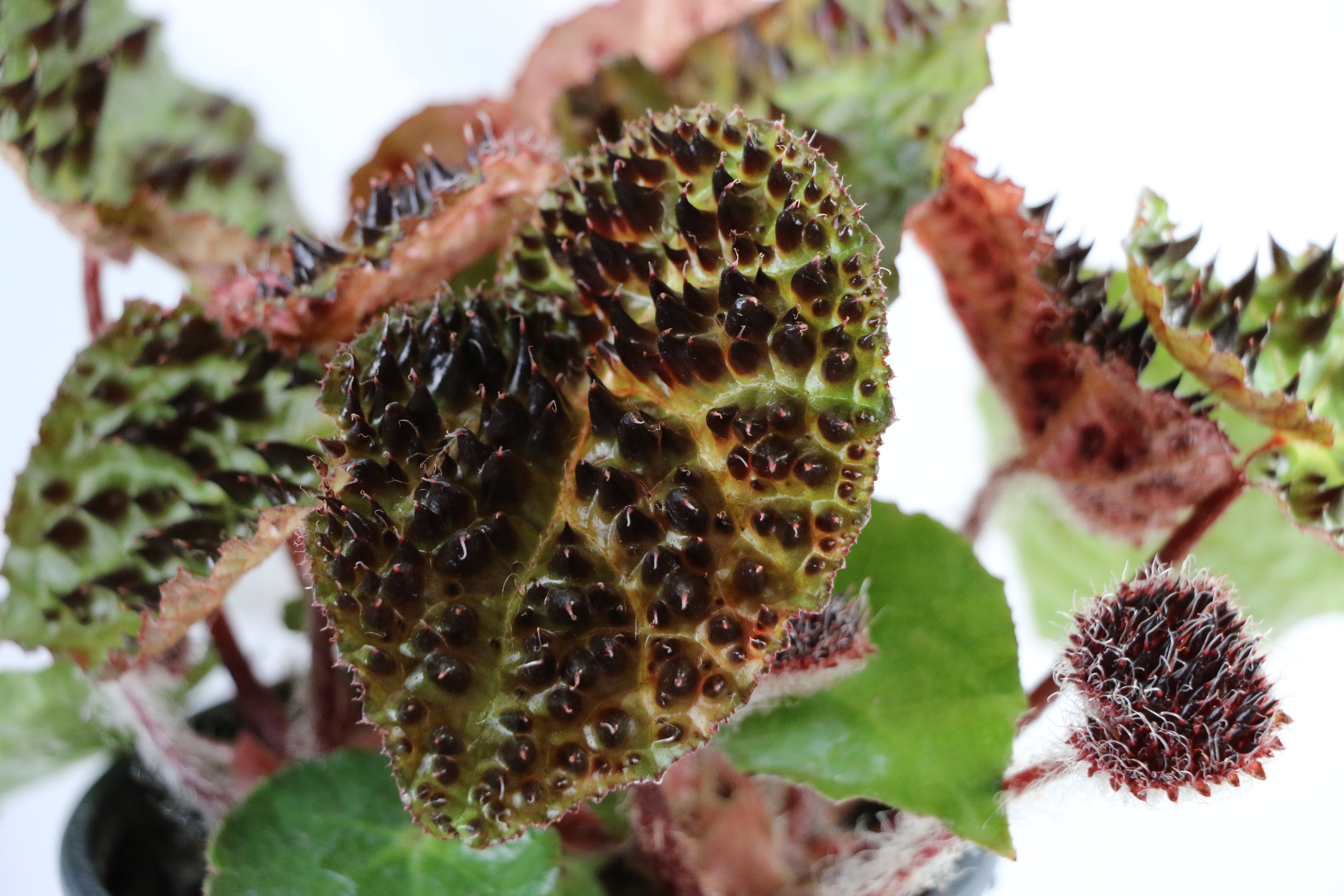 Begonia Ferox — Choose Your Exact Plant "D"