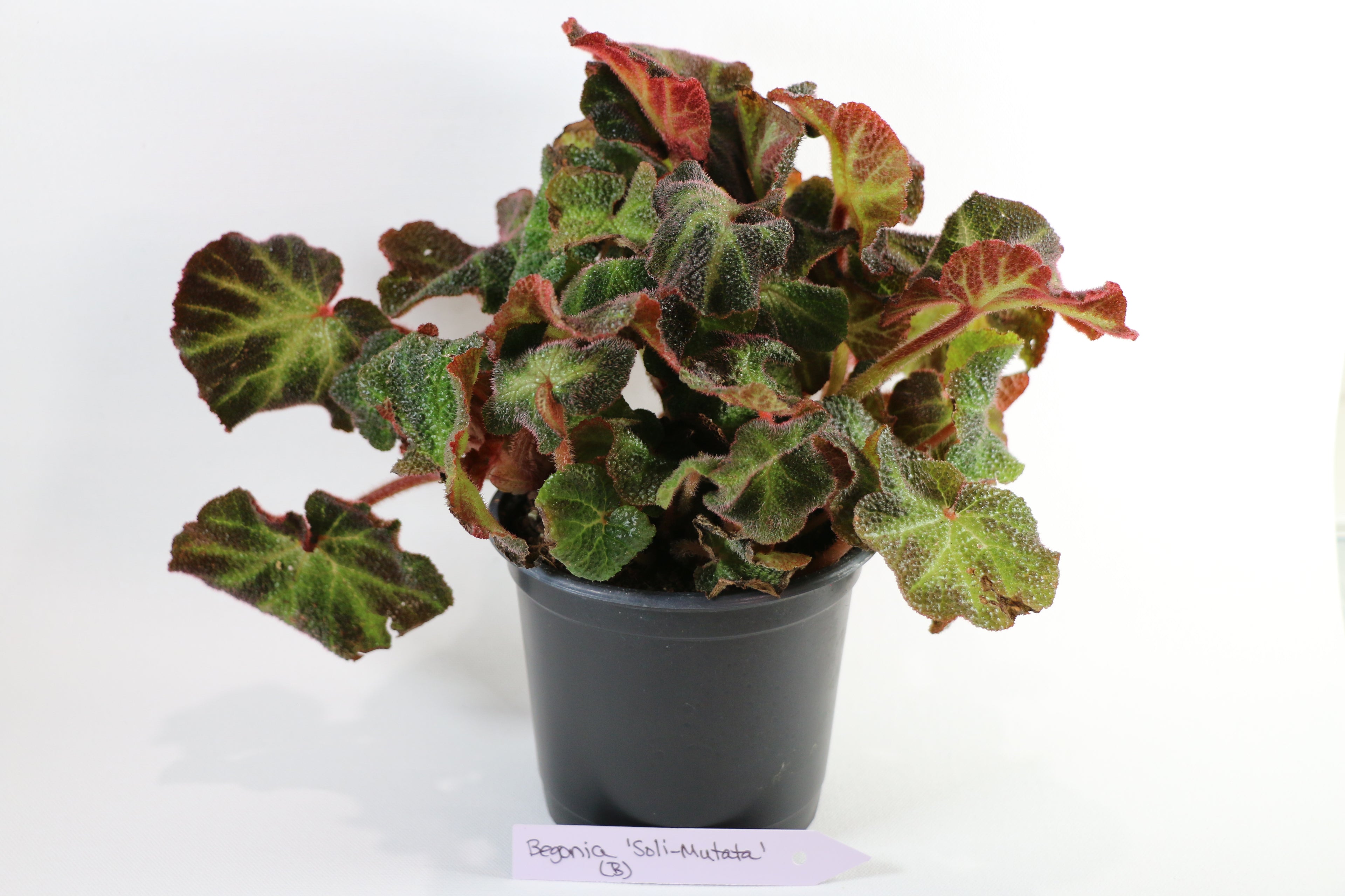 Begonia Soli-Mutata — Choose Your Exact Plant "B"