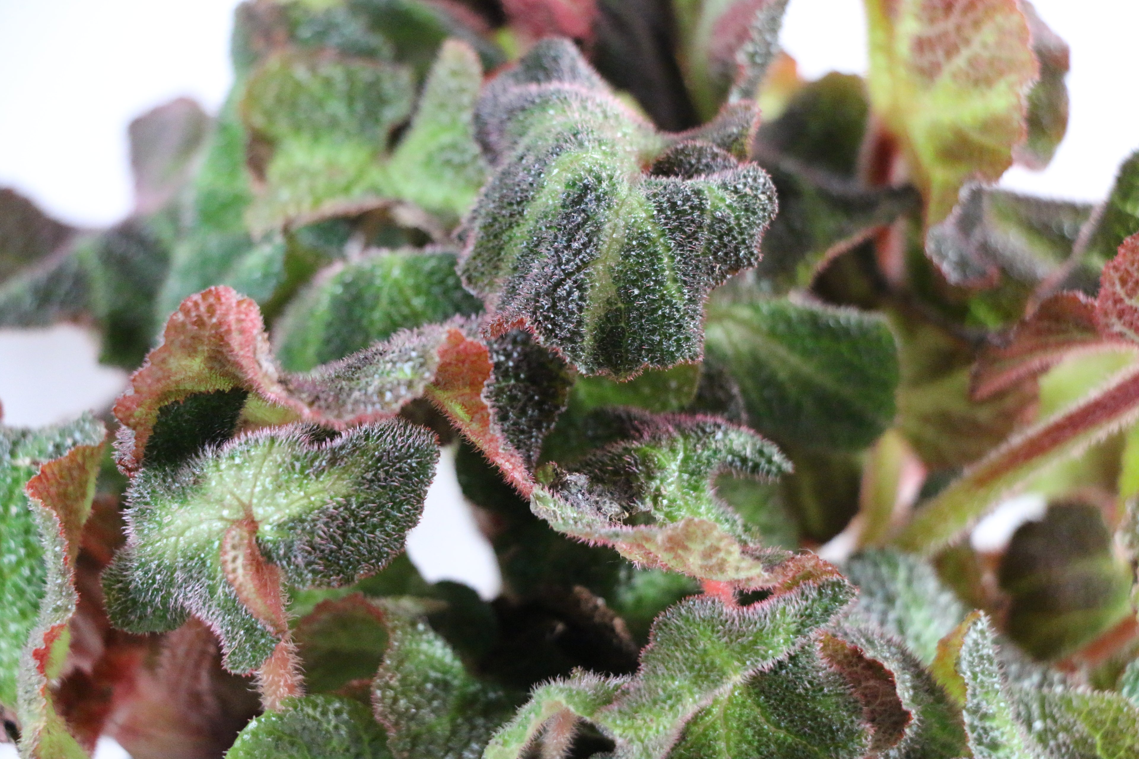 Begonia Soli-Mutata — Choose Your Exact Plant "B"
