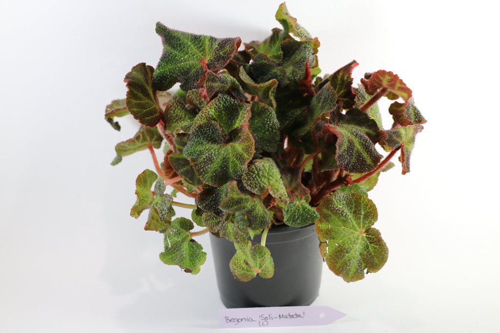 Begonia Soli-Mutata — Choose Your Exact Plant "C"