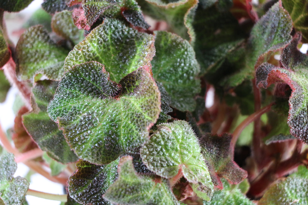 Begonia Soli-Mutata — Choose Your Exact Plant "C"