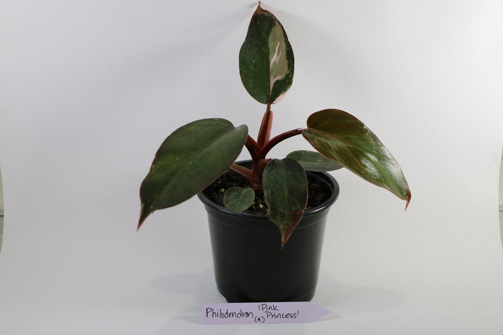 Philodendron ‘Pink Princess’ — Exact Plant A