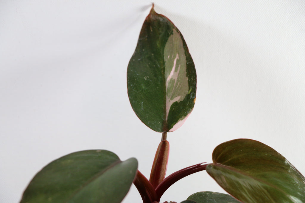 Philodendron ‘Pink Princess’ — Exact Plant A