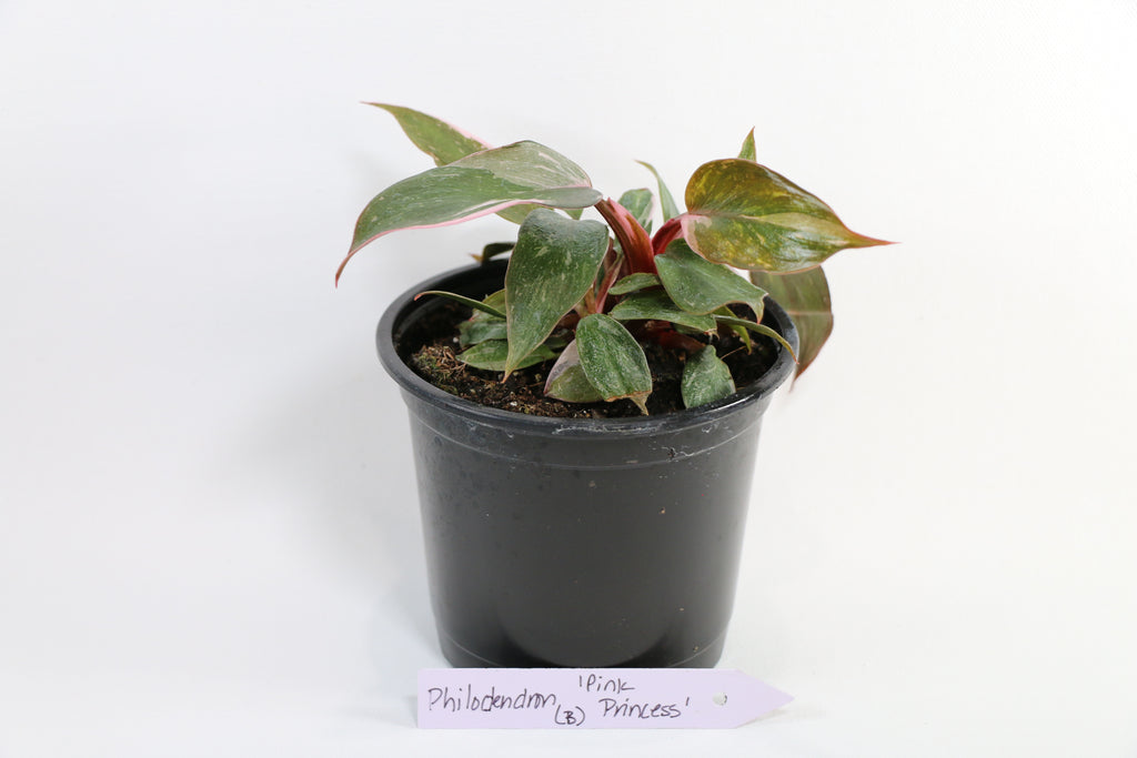 Philodendron ‘Ring of Fire’ — Exact Plant A