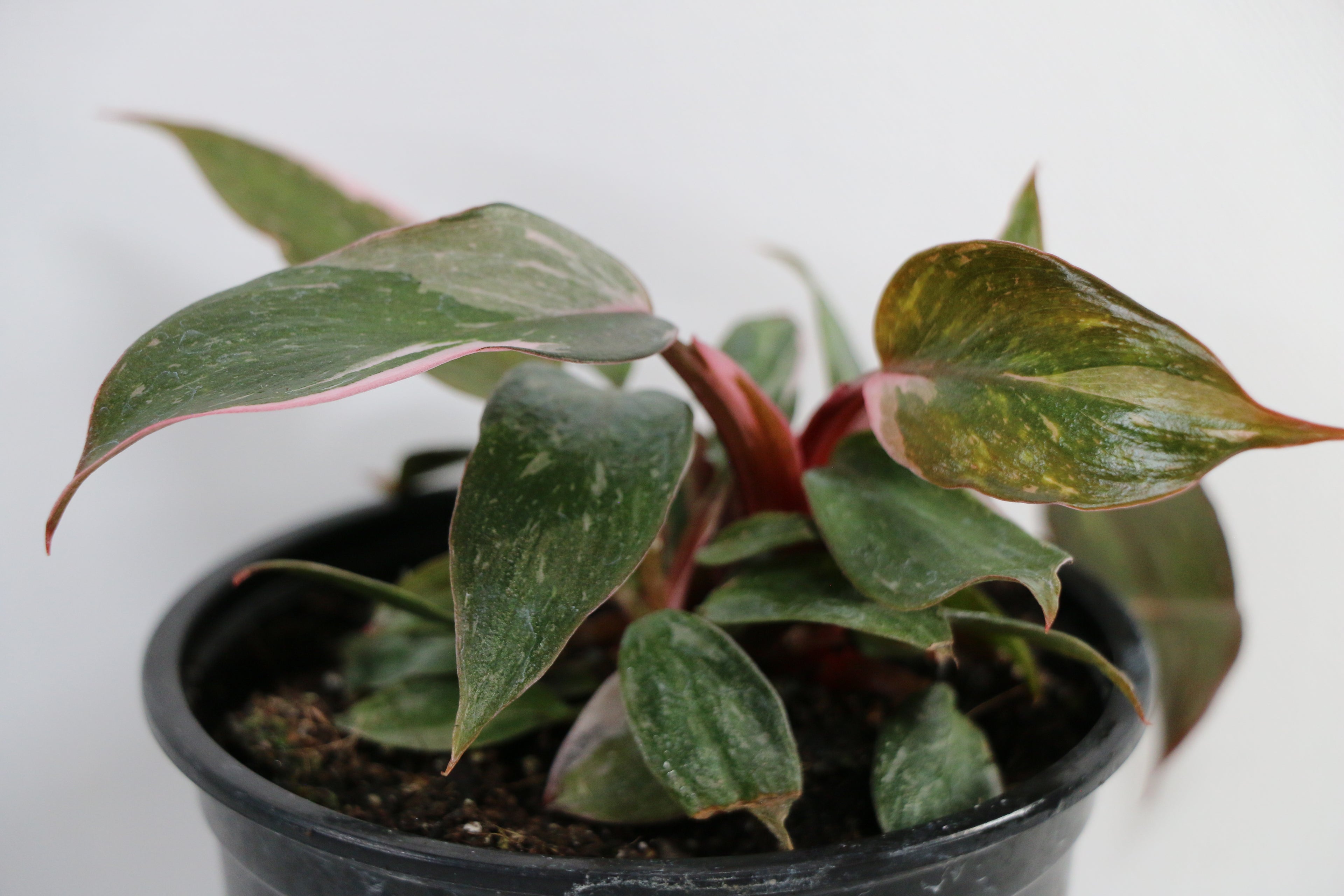 Philodendron ‘Ring of Fire’ — Exact Plant A