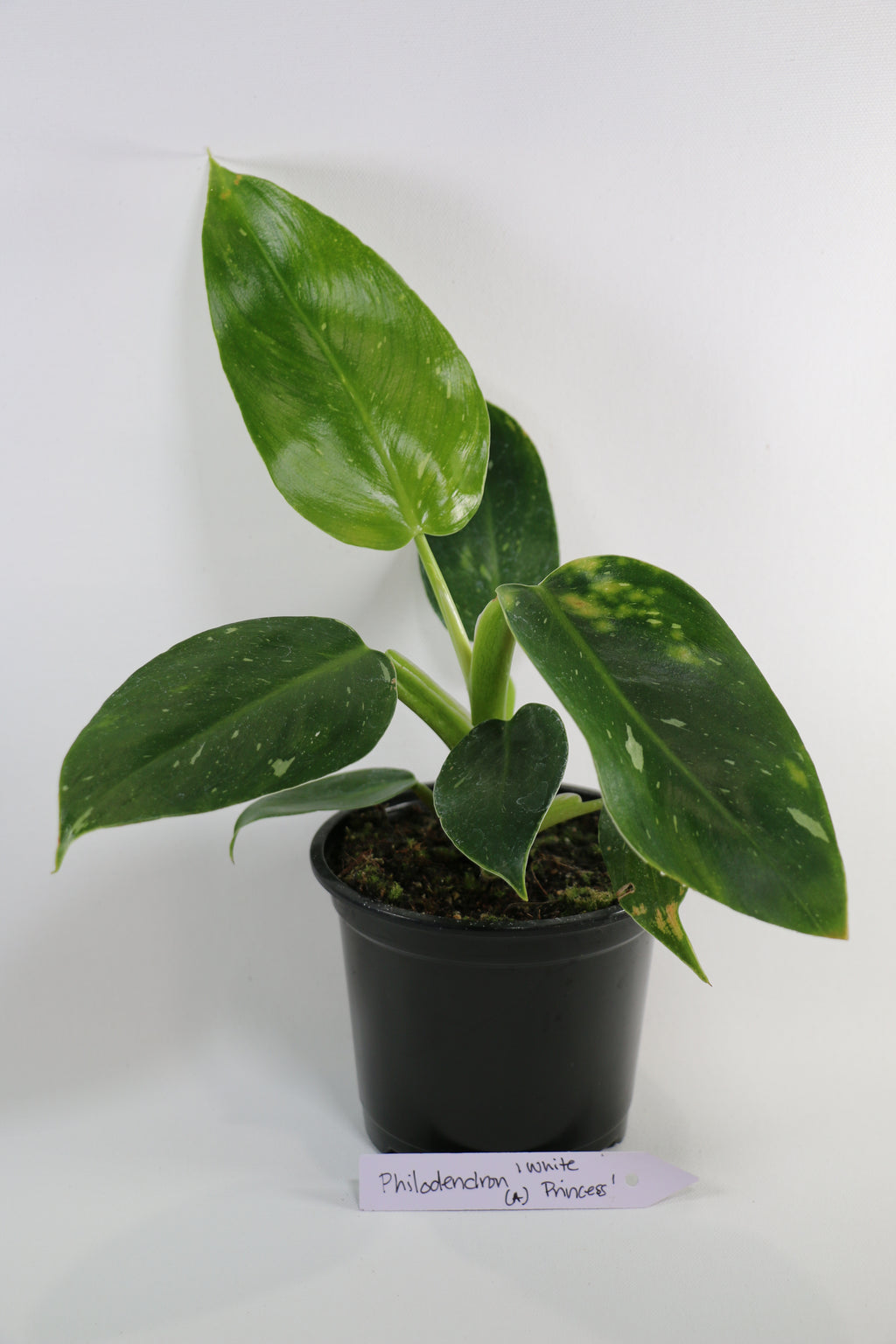 Philodendron ‘White Princess’ — Exact Plant A