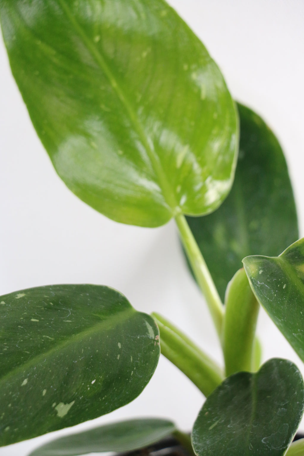 Philodendron ‘White Princess’ — Exact Plant A