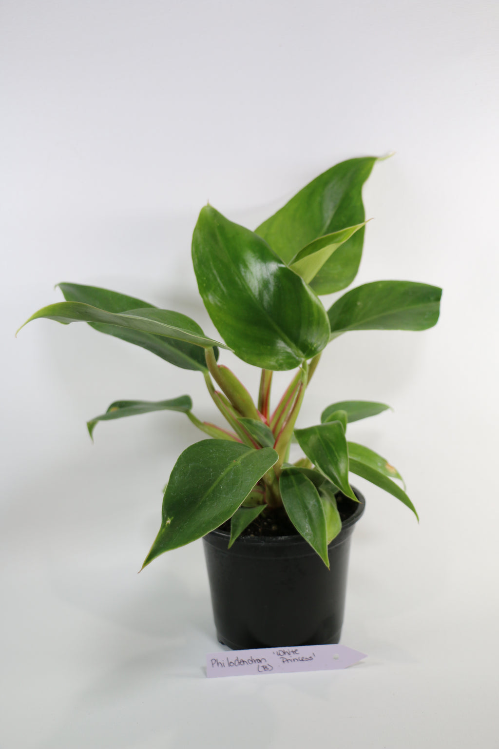 Philodendron ‘White Princess’ — Exact Plant B