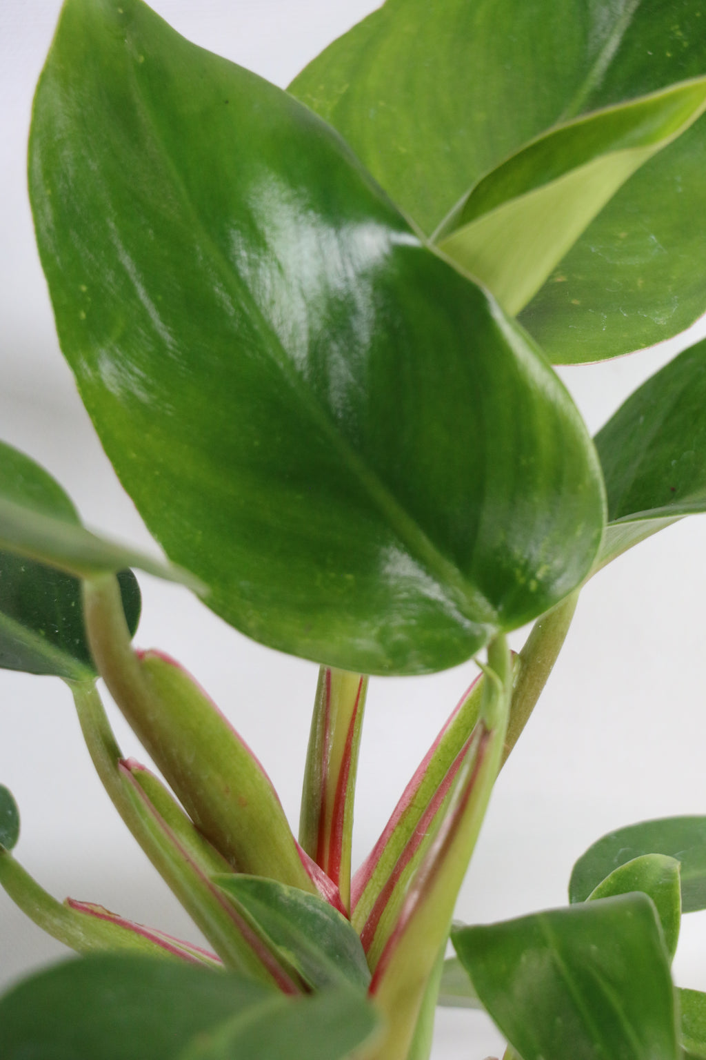 Philodendron ‘White Princess’ — Exact Plant B