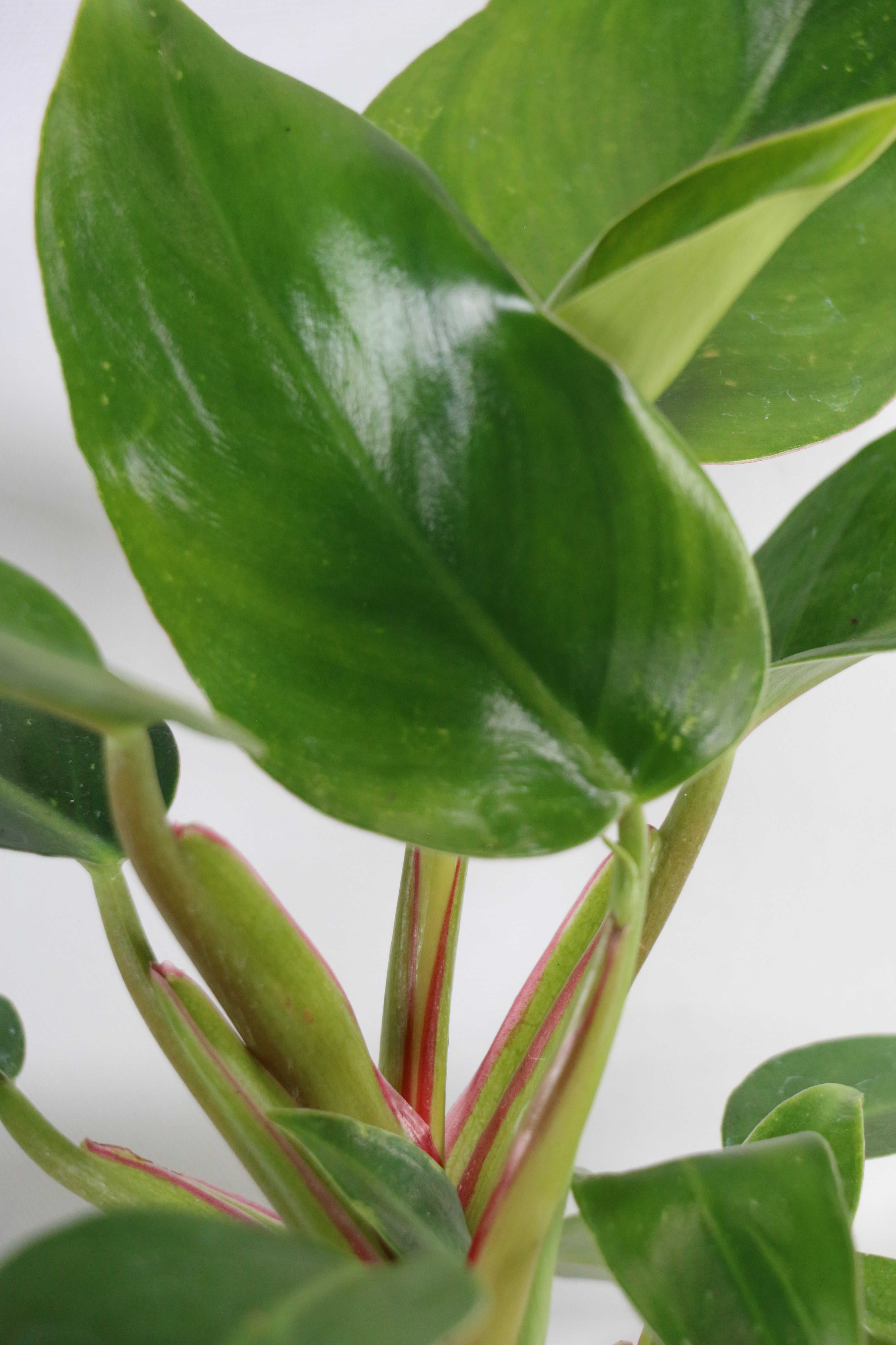 Philodendron ‘White Princess’ — Exact Plant B