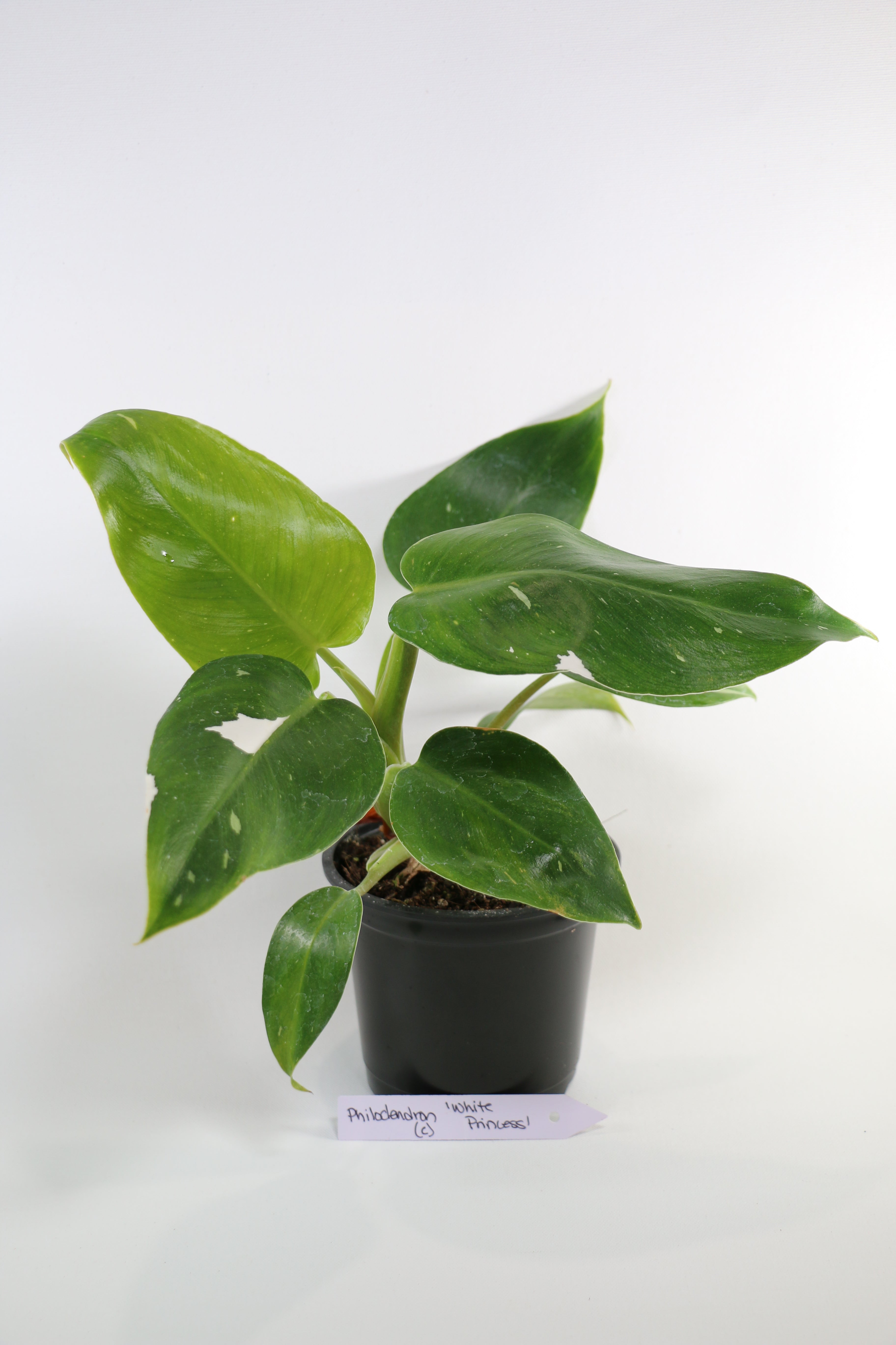 Philodendron ‘White Princess’ — Exact Plant C