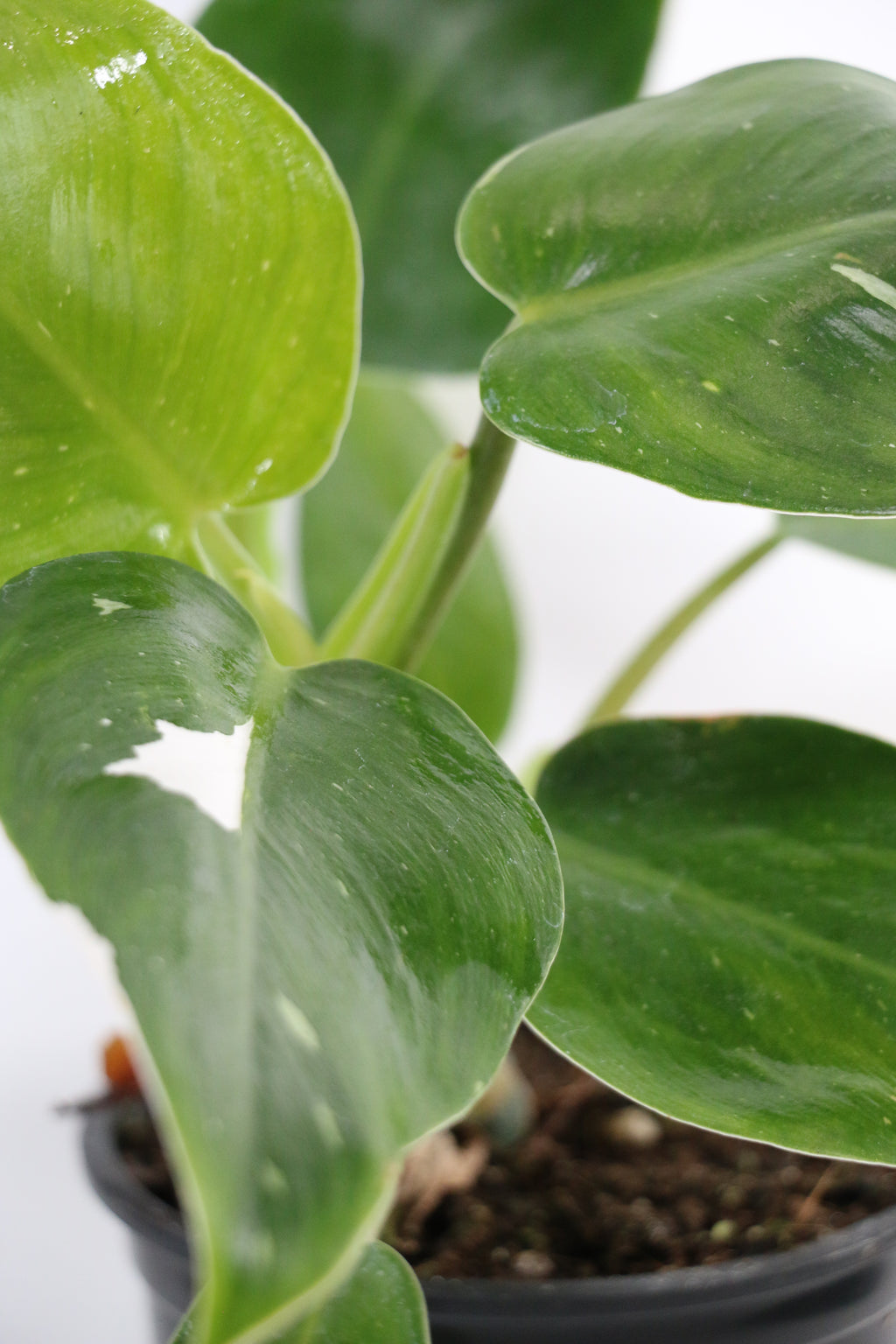 Philodendron ‘White Princess’ — Exact Plant C