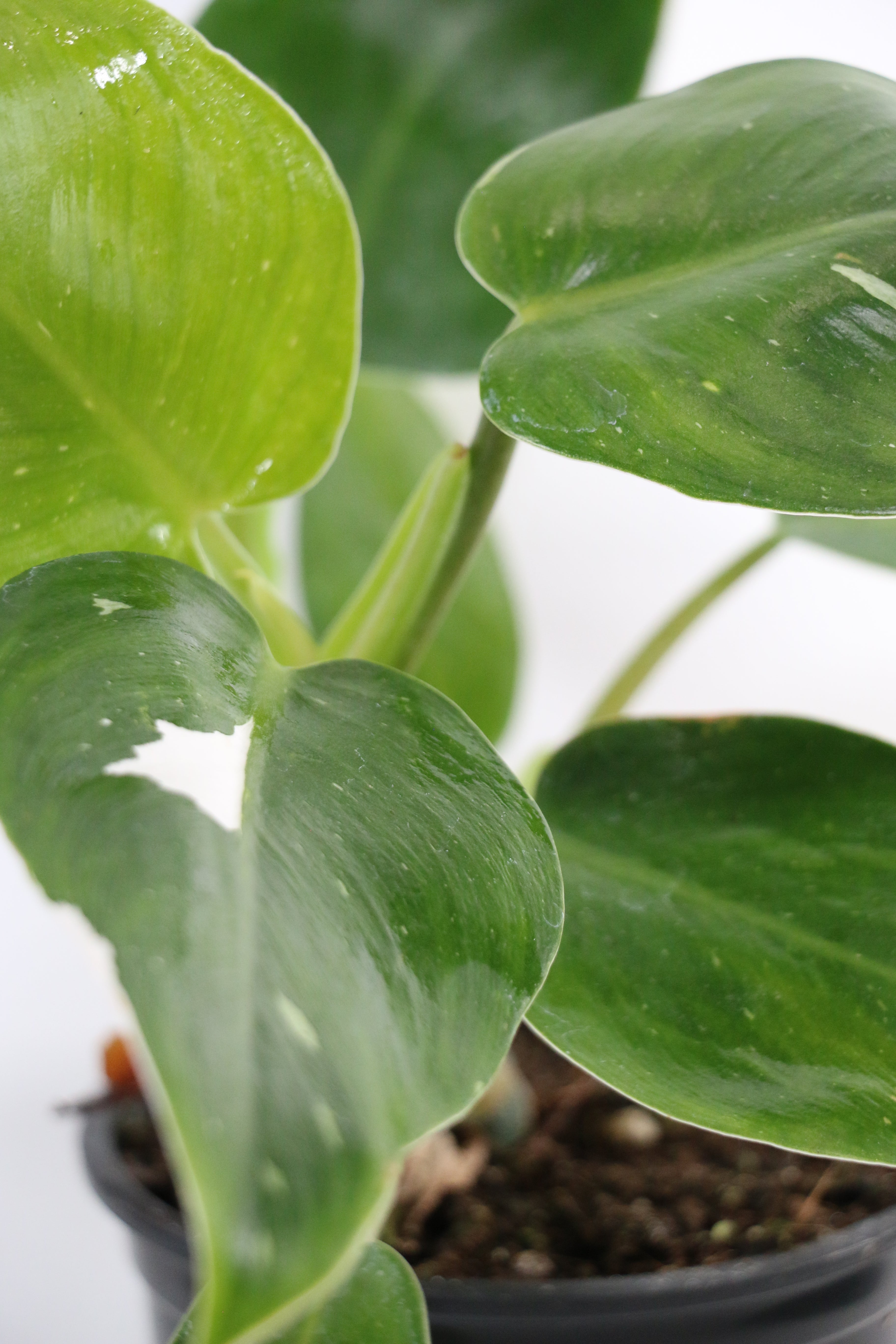 Philodendron ‘White Princess’ — Exact Plant C