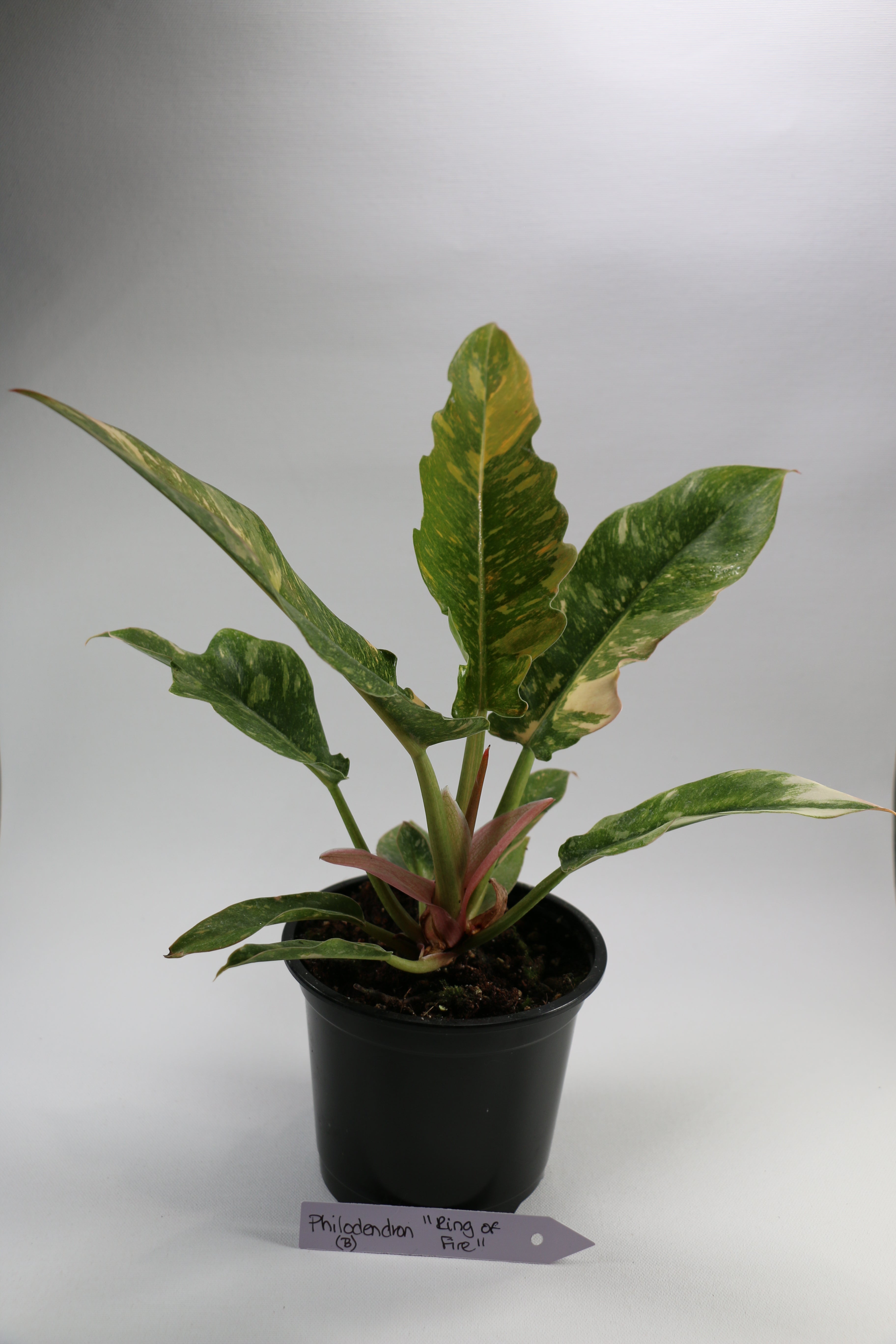 Philodendron ‘Ring of Fire’ — Exact Plant B