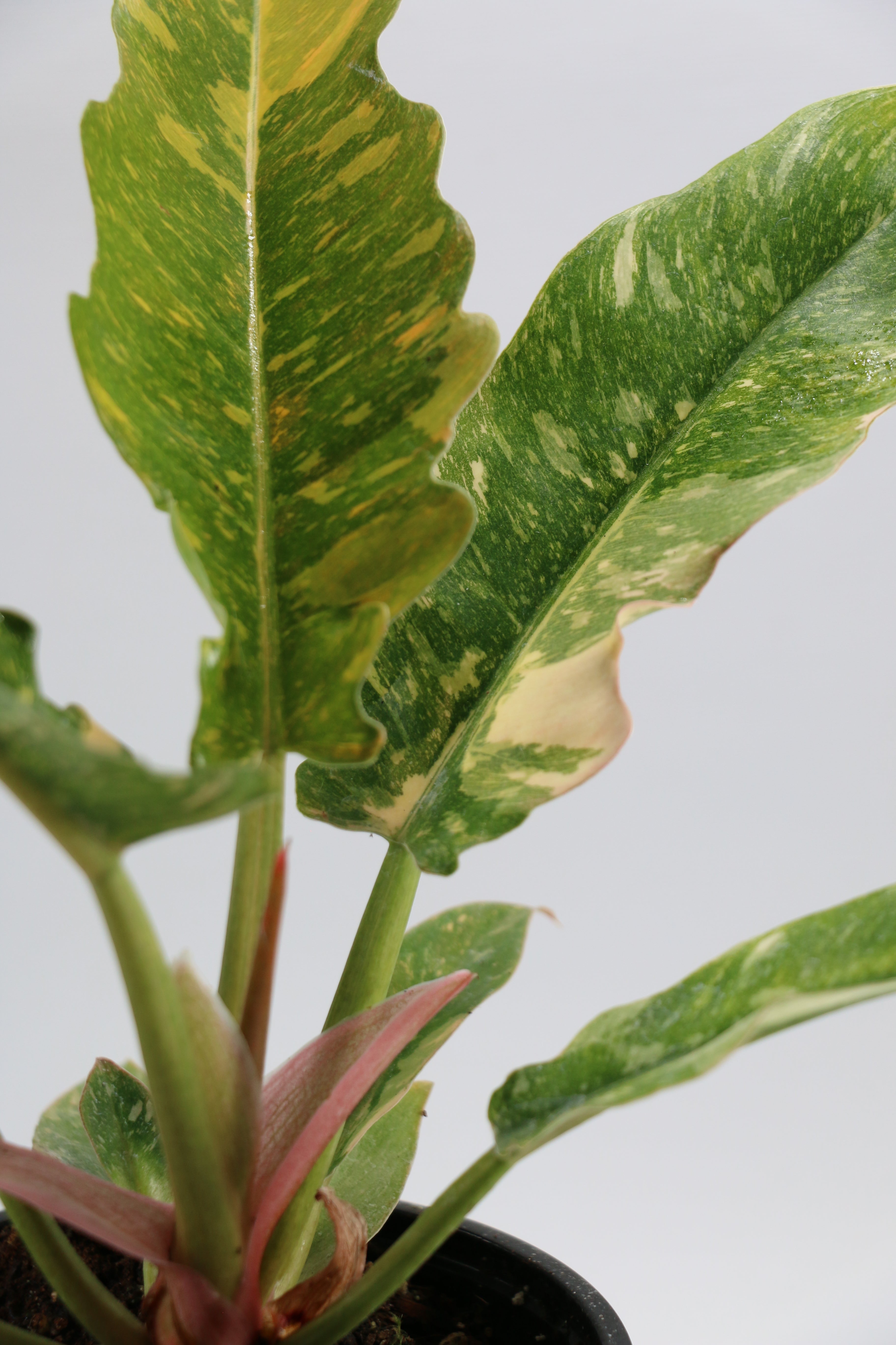 Philodendron ‘Ring of Fire’ — Exact Plant B