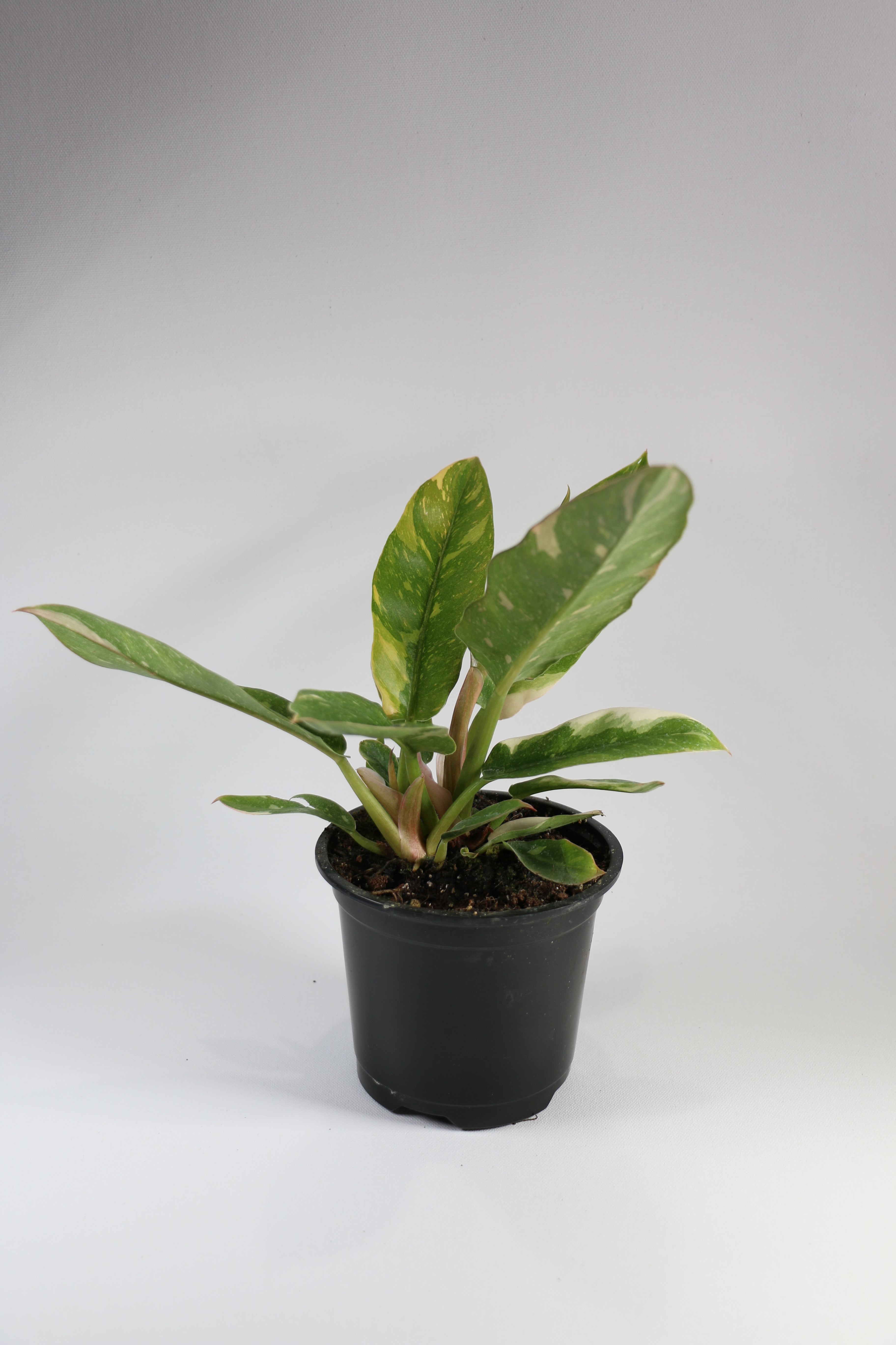 Philodendron ‘Ring of Fire’ — Exact Plant C