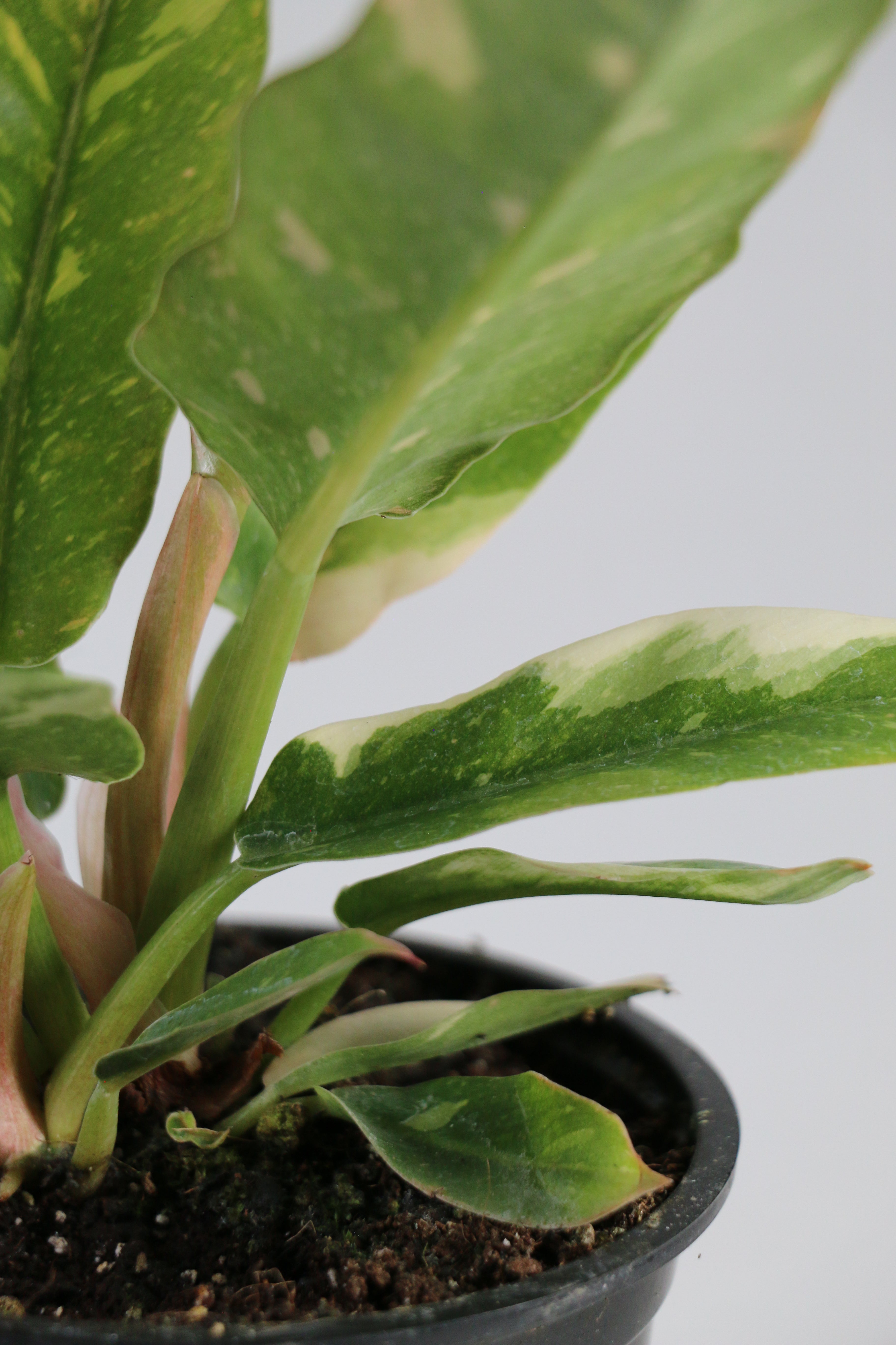 Philodendron ‘Ring of Fire’ — Exact Plant C